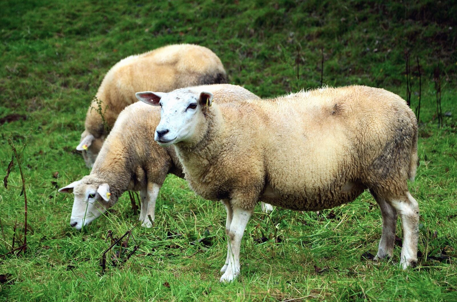 Nikon D5100 sample photo. Sheep, grass, meadow, wool photography