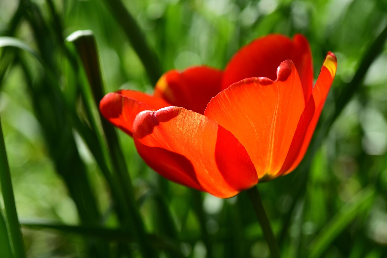 Nikon D750 sample photo. Tulip, flower, plant photography