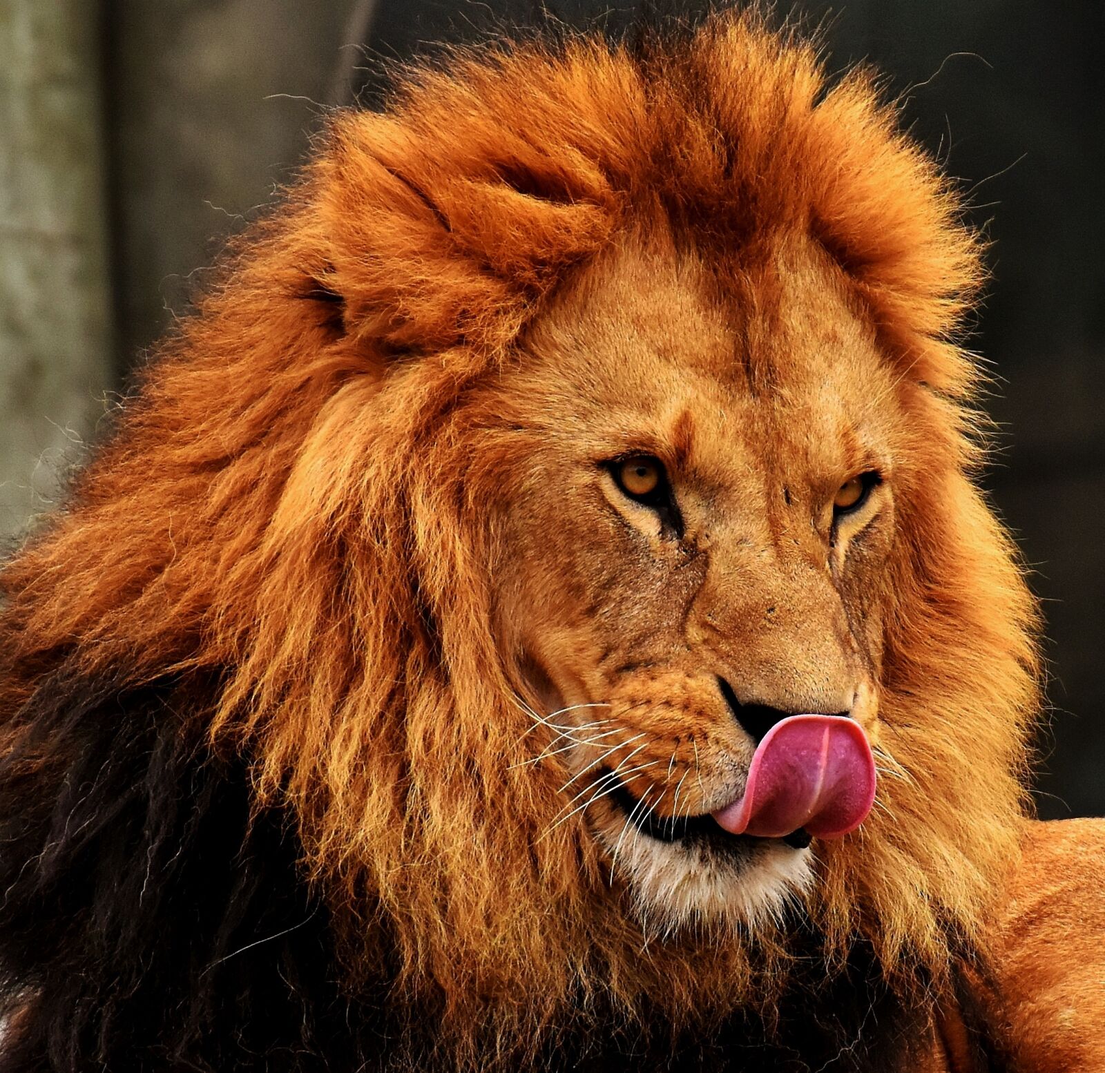 Nikon D7200 sample photo. Lion, predator, dangerous photography