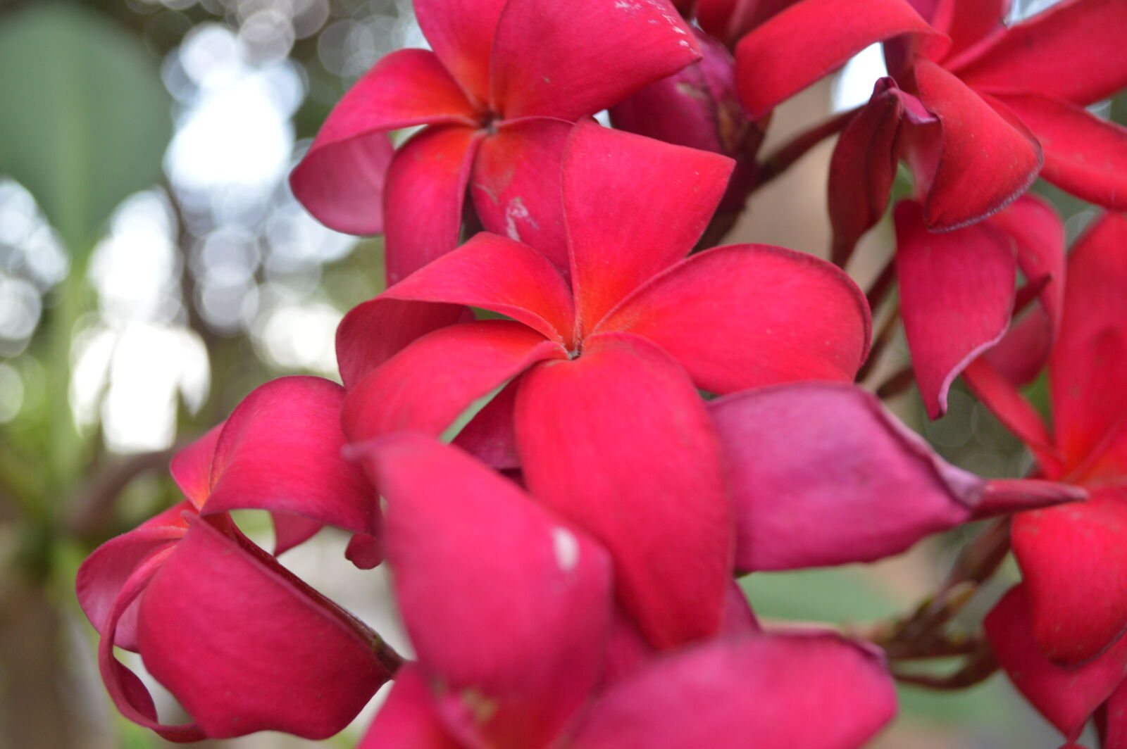 Nikon D3200 sample photo. Flowers photography
