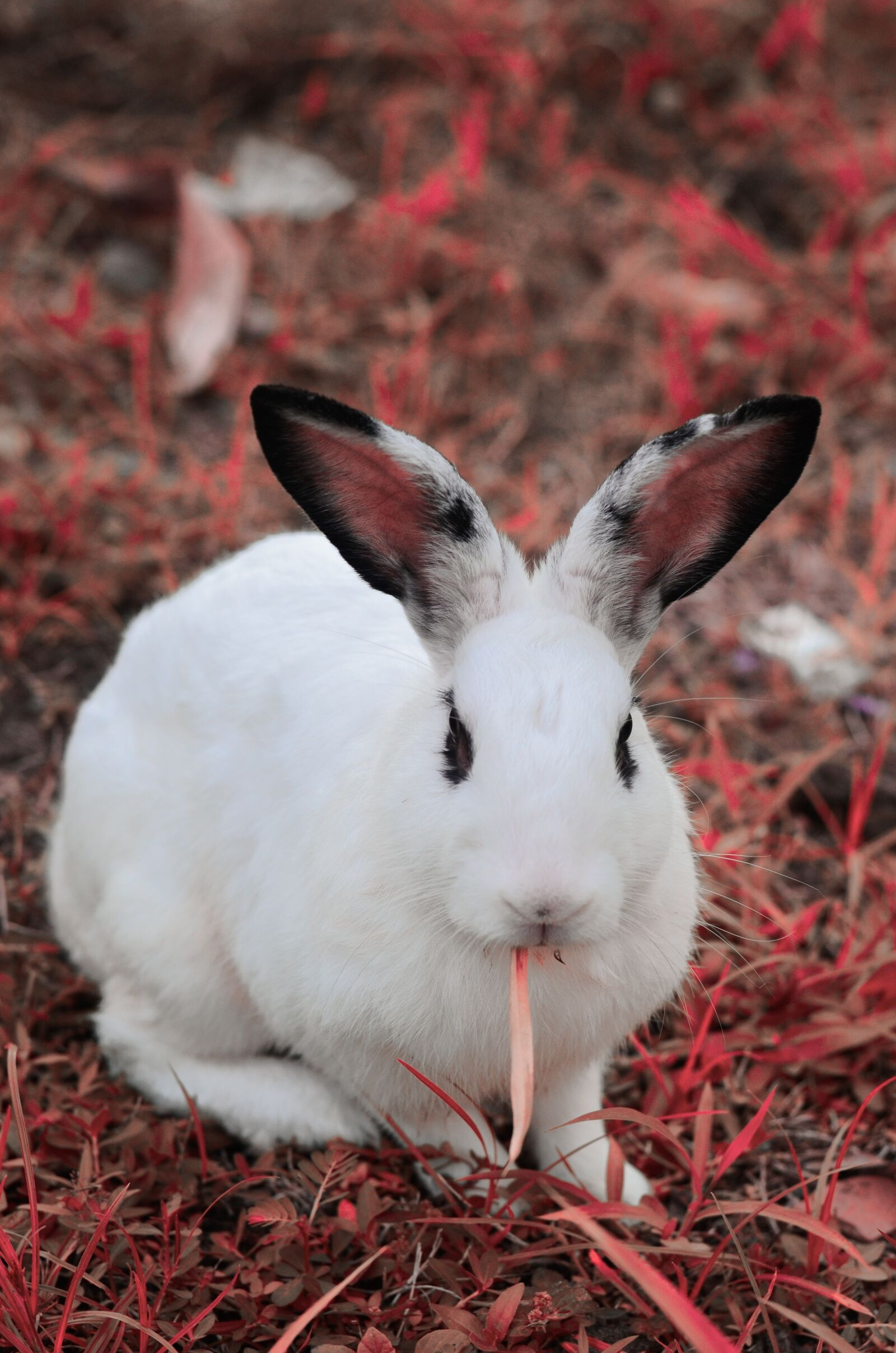 Nikon D5100 sample photo. Rabbit, animal, indonesia photography
