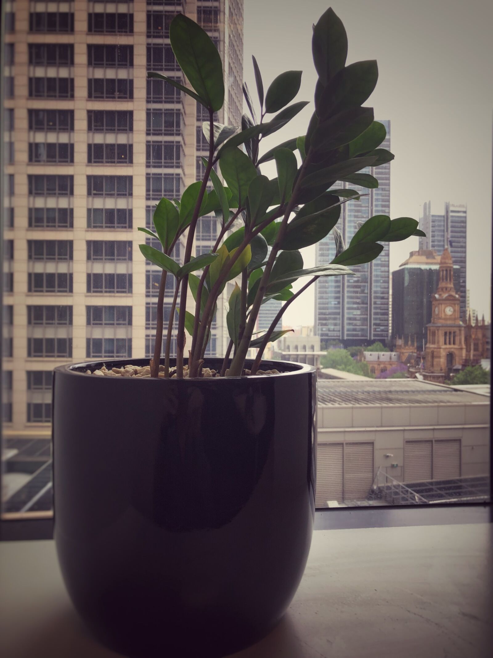 iPhone 8 back camera 3.99mm f/1.8 sample photo. Indoor, plants photography