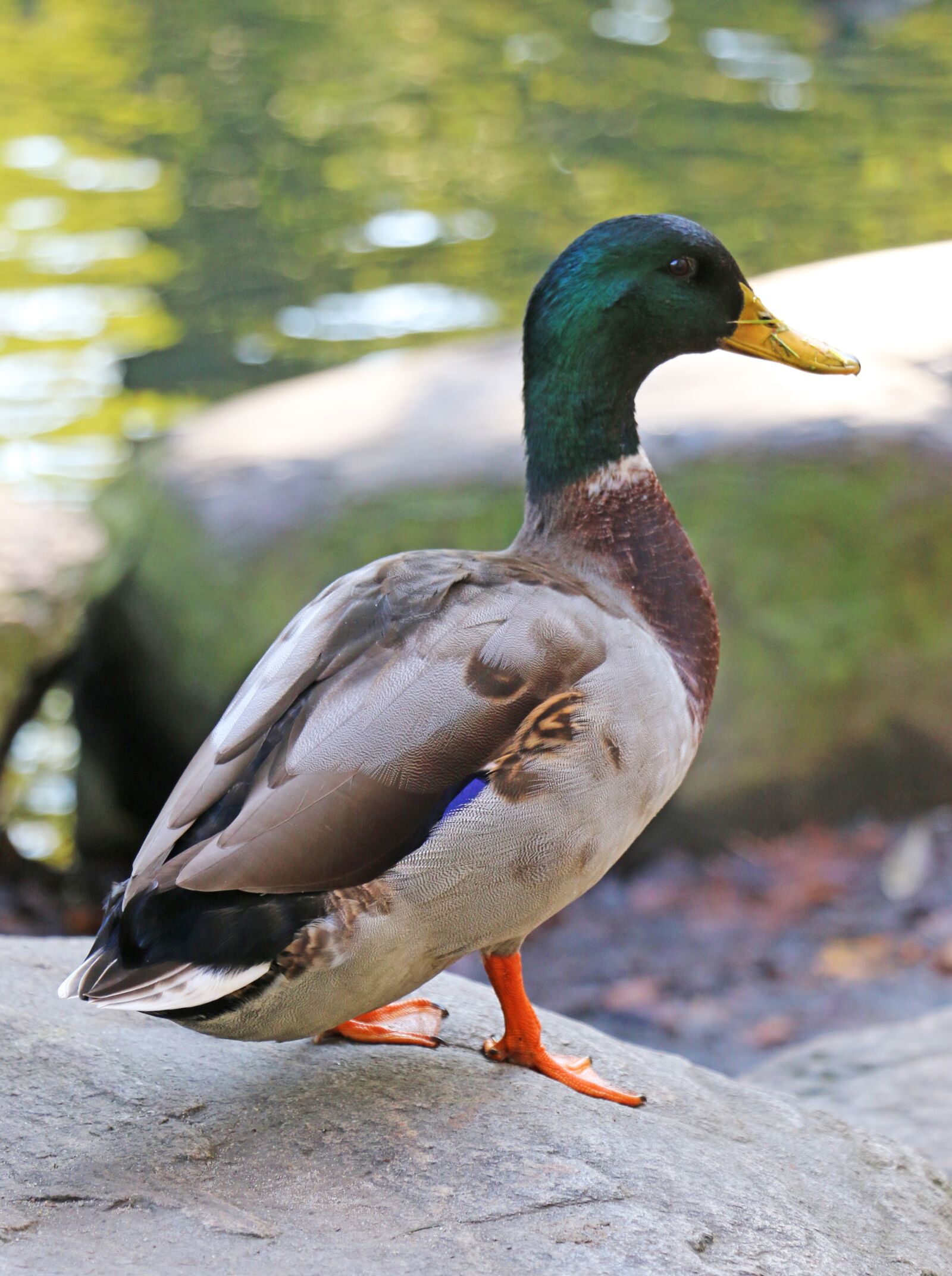 Canon EOS 70D sample photo. Duck, water bird, mallard photography