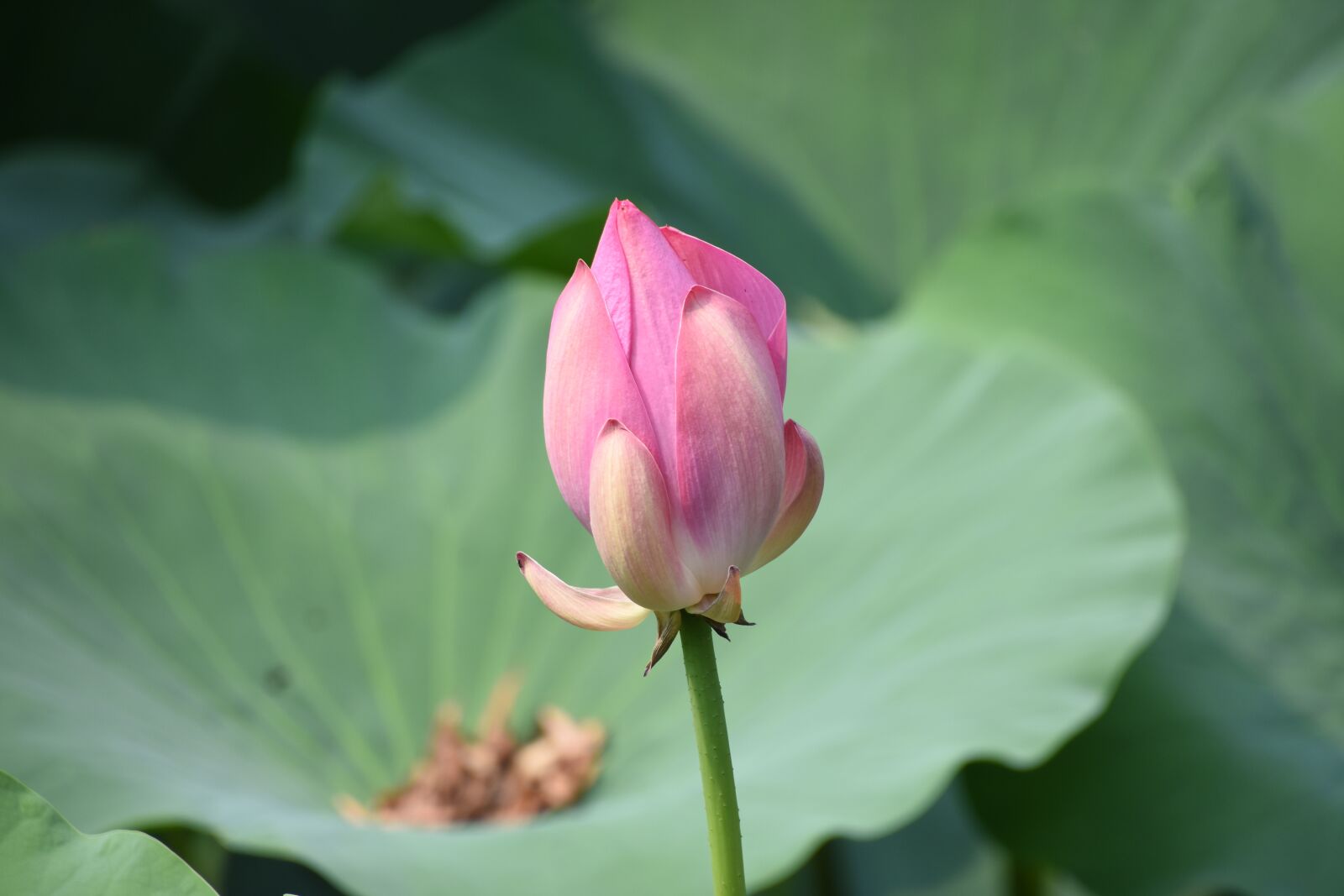 Nikon D7200 sample photo. Bud, lotus, close-up photography