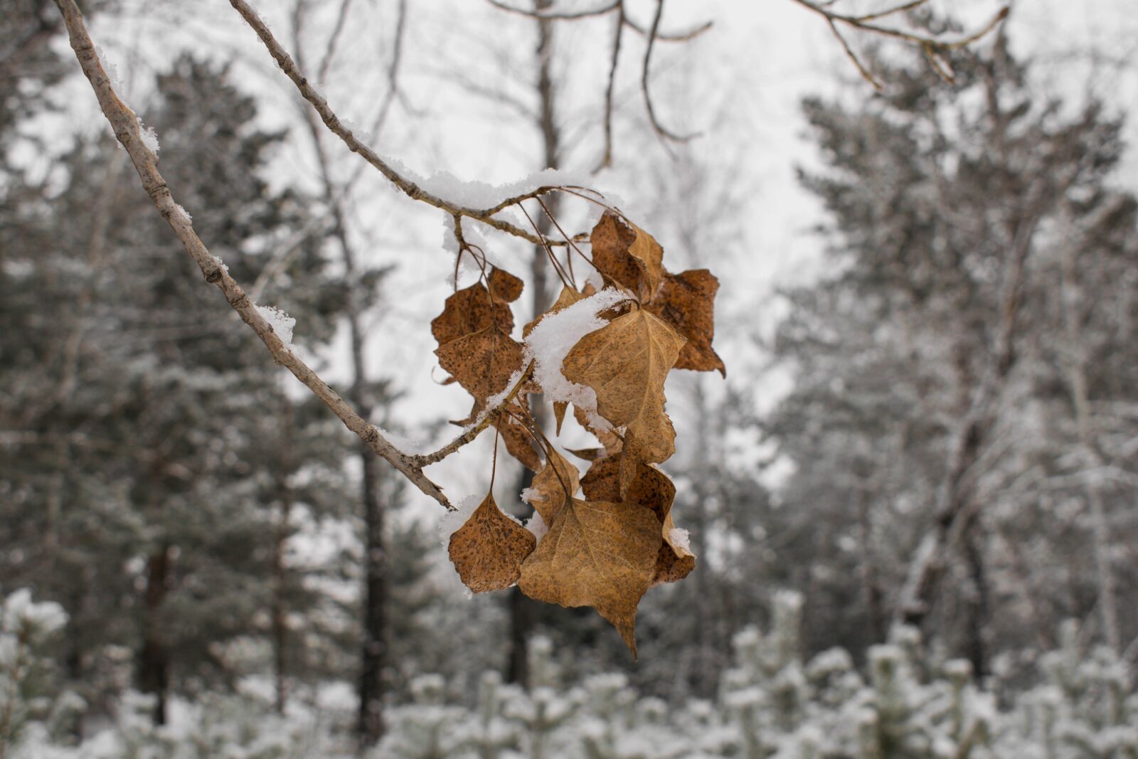 Nikon D3300 sample photo. Winter, snow, tree photography