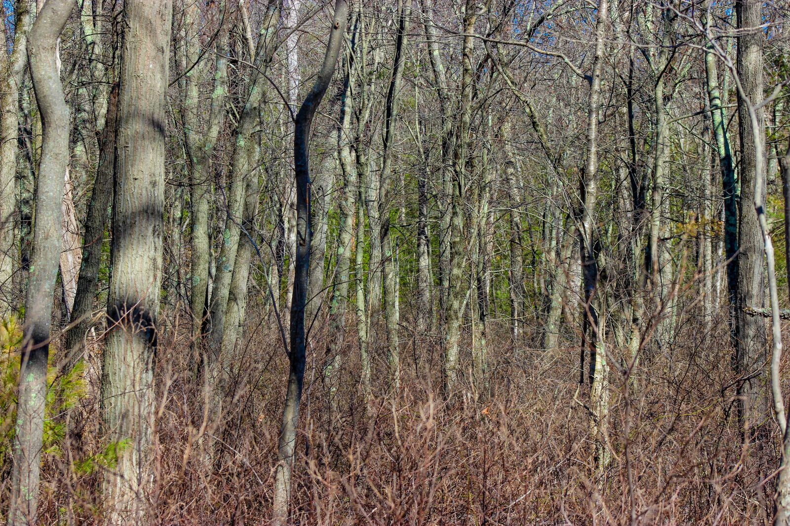 Canon EOS 600D (Rebel EOS T3i / EOS Kiss X5) sample photo. Forest, autumn, trees photography