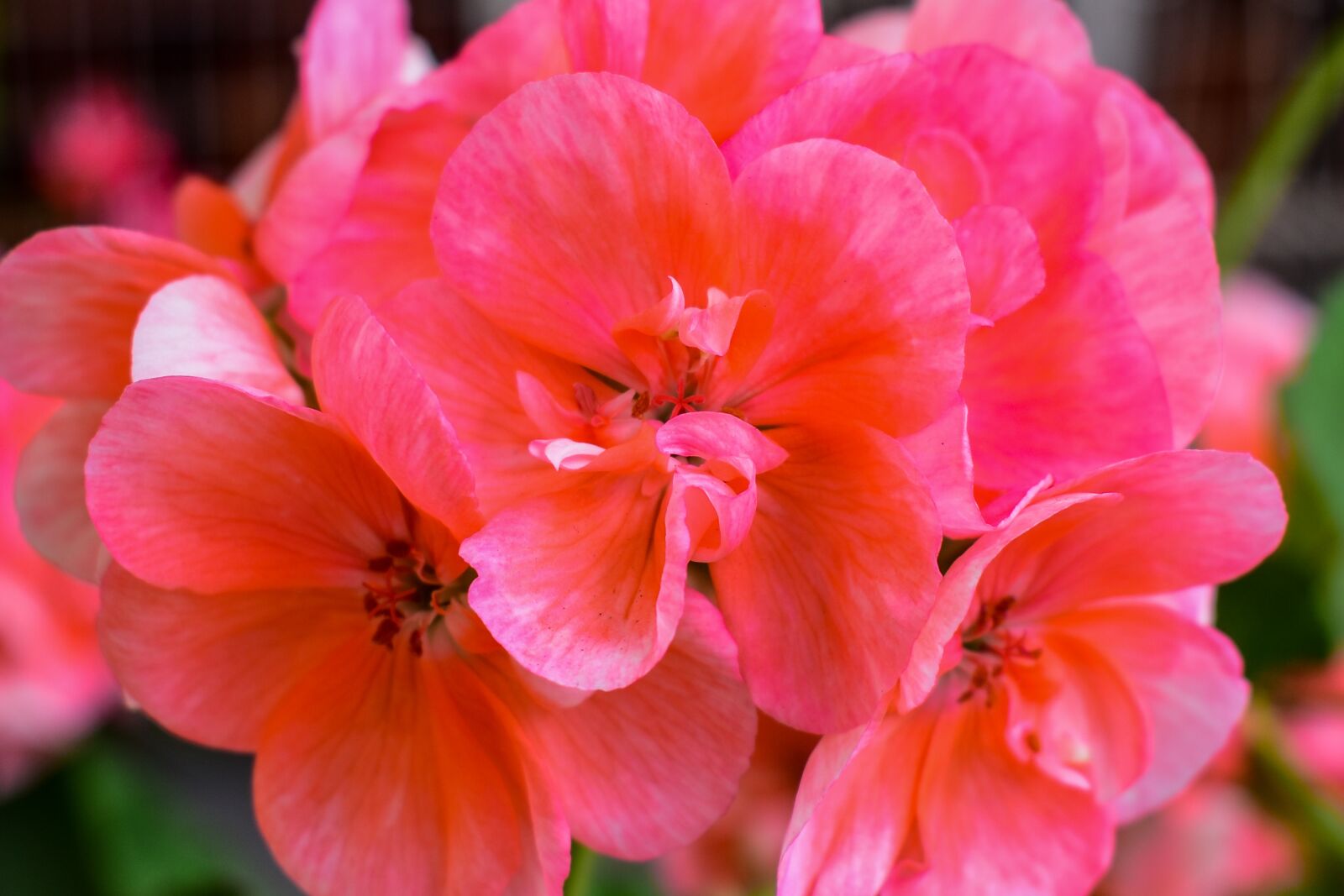 Nikon D3400 sample photo. Flower, nature, plant photography