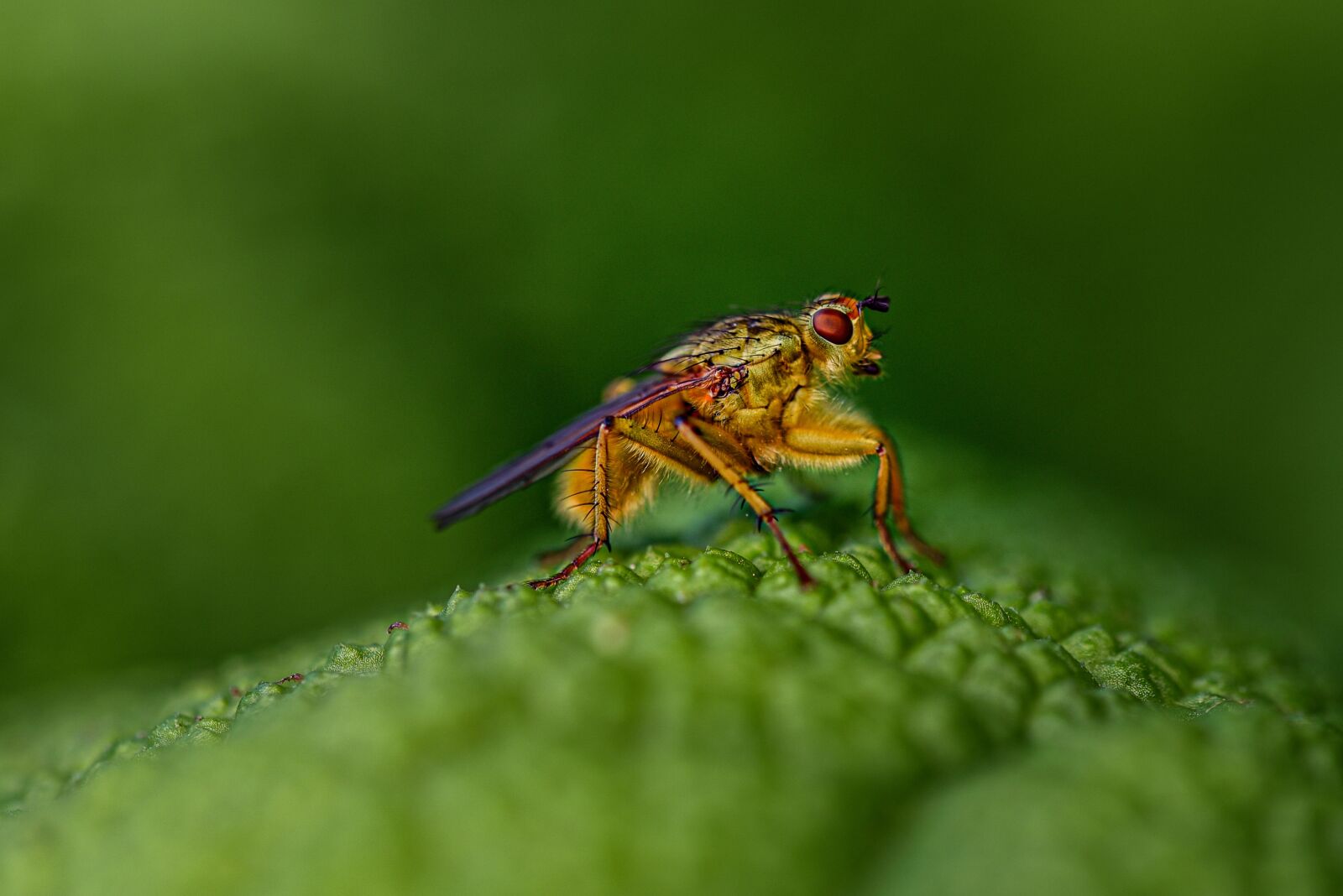 Nikon D750 sample photo. Dung fly, macro, close photography