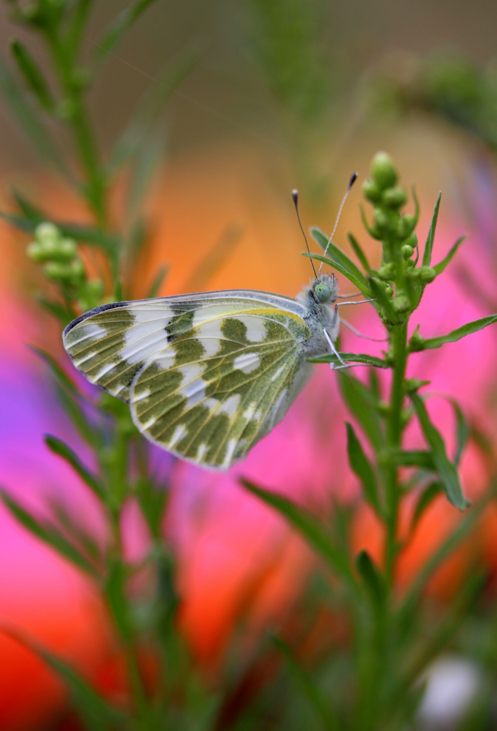 Canon EF-S 60mm F2.8 Macro USM sample photo. Butterfly, white, green photography