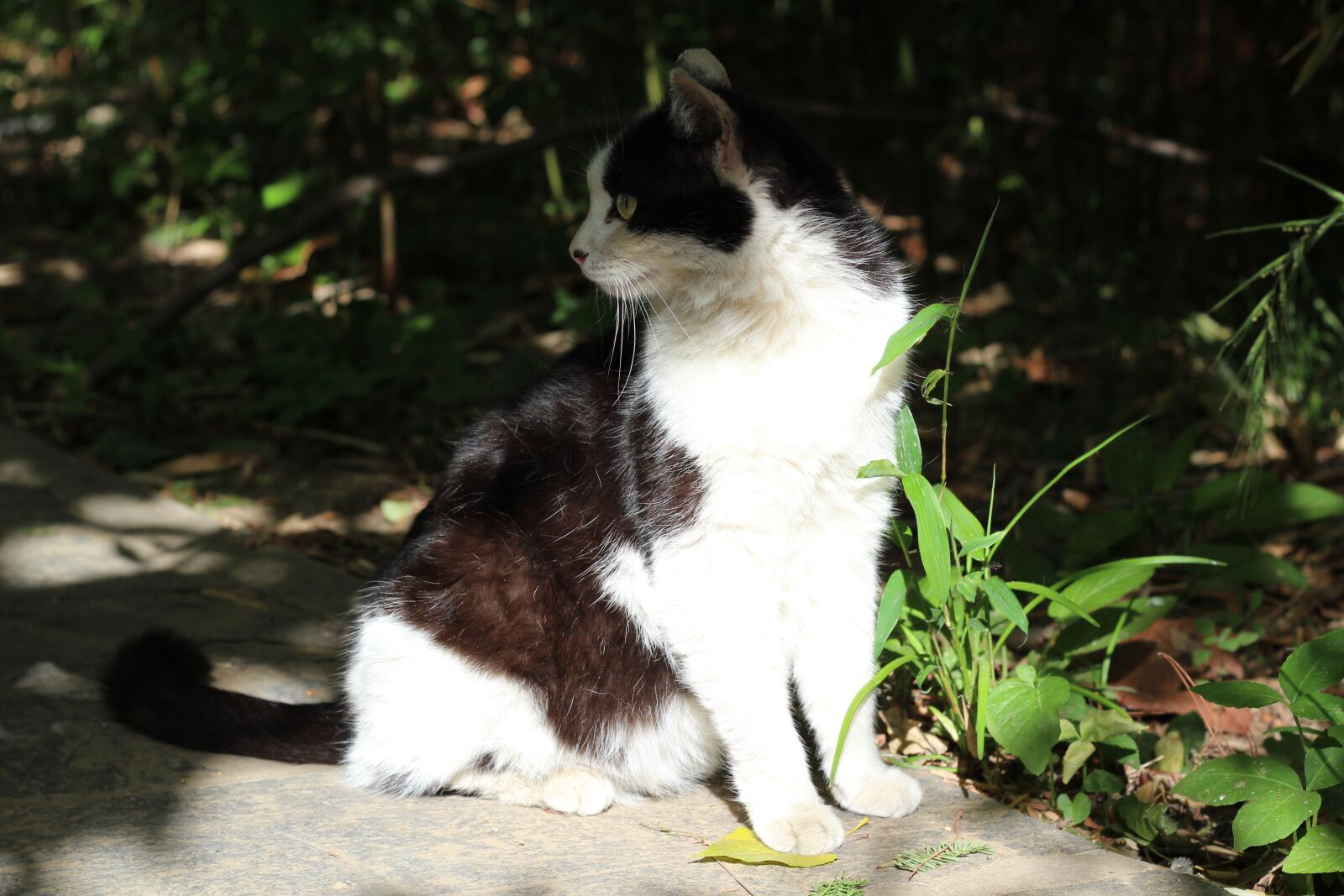 Canon EOS 600D (Rebel EOS T3i / EOS Kiss X5) + Canon EF 50mm F1.8 STM sample photo. Kitty, sat, back photography