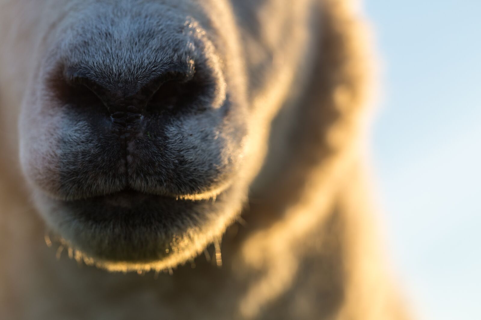 Canon EOS 6D sample photo. Sheep, portrait, animal photography