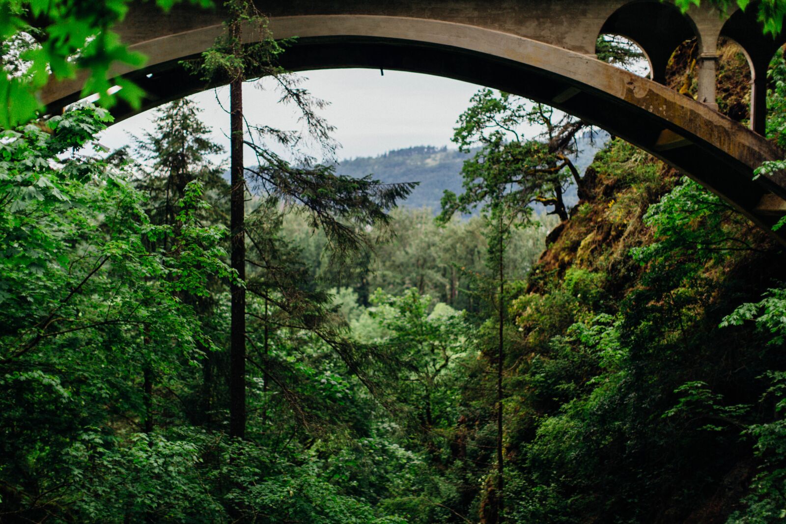 Canon EF 50mm F1.2L USM sample photo. View, forest, beautiful photography