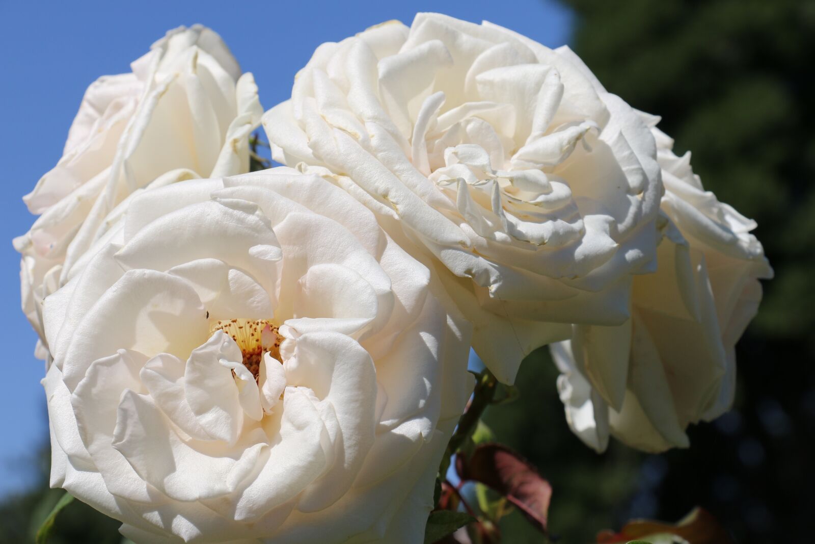 Canon EOS 70D sample photo. Roses, romantic, nature photography