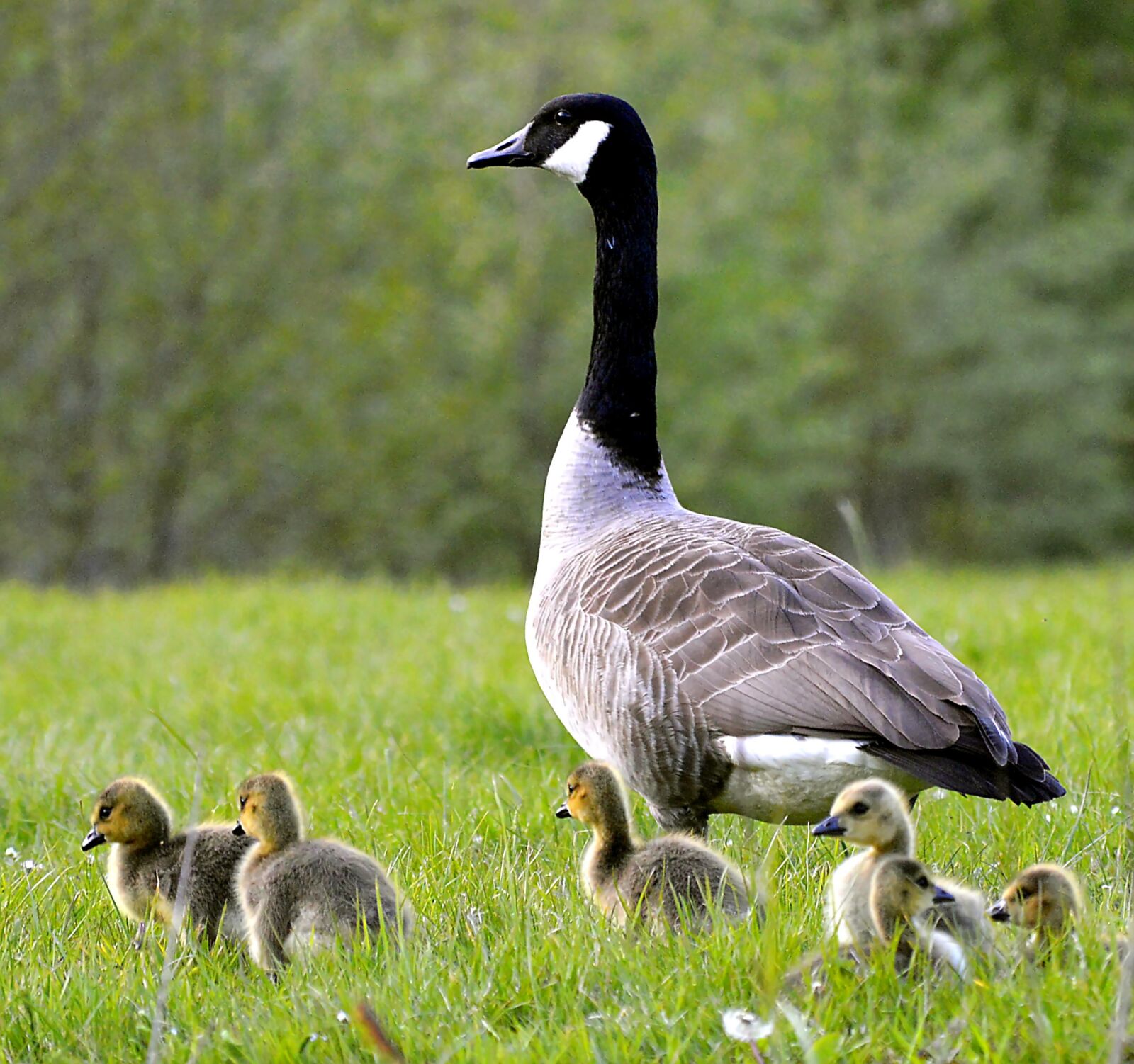 Nikon D3200 sample photo. Canada goose, chicks, young photography