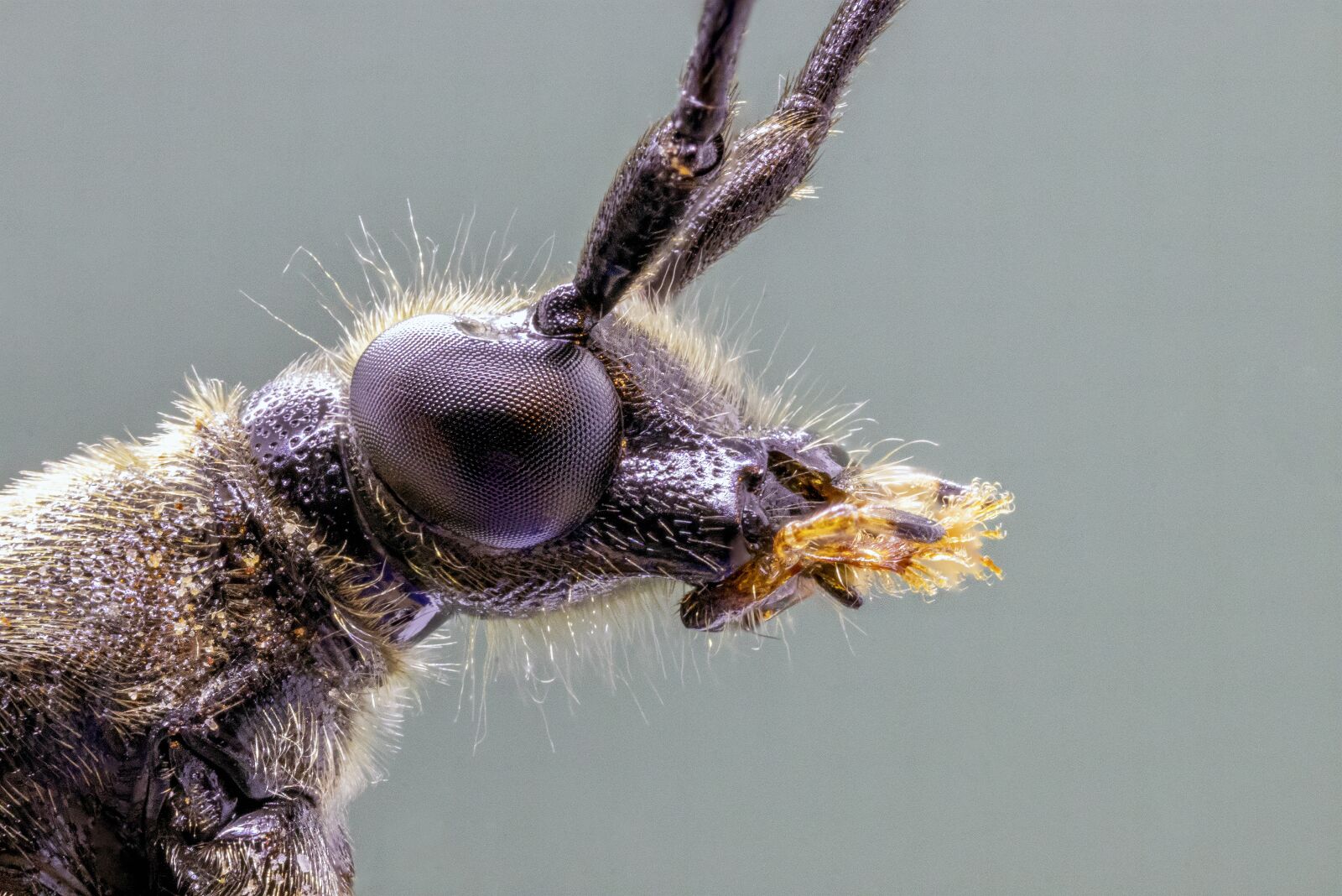 Canon MP-E 65mm F2.5 1-5x Macro Photo sample photo. Spotted-longhorn, beetle, close photography