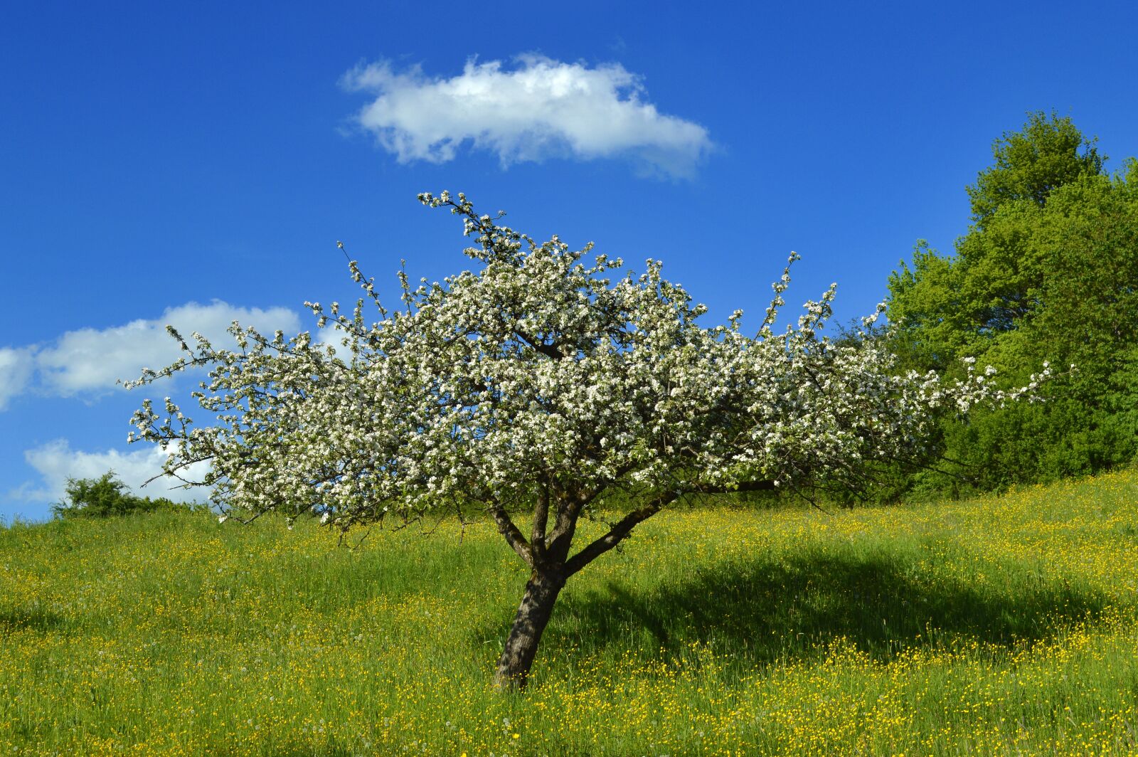 Nikon D3200 sample photo. Tree, meadow, spring photography