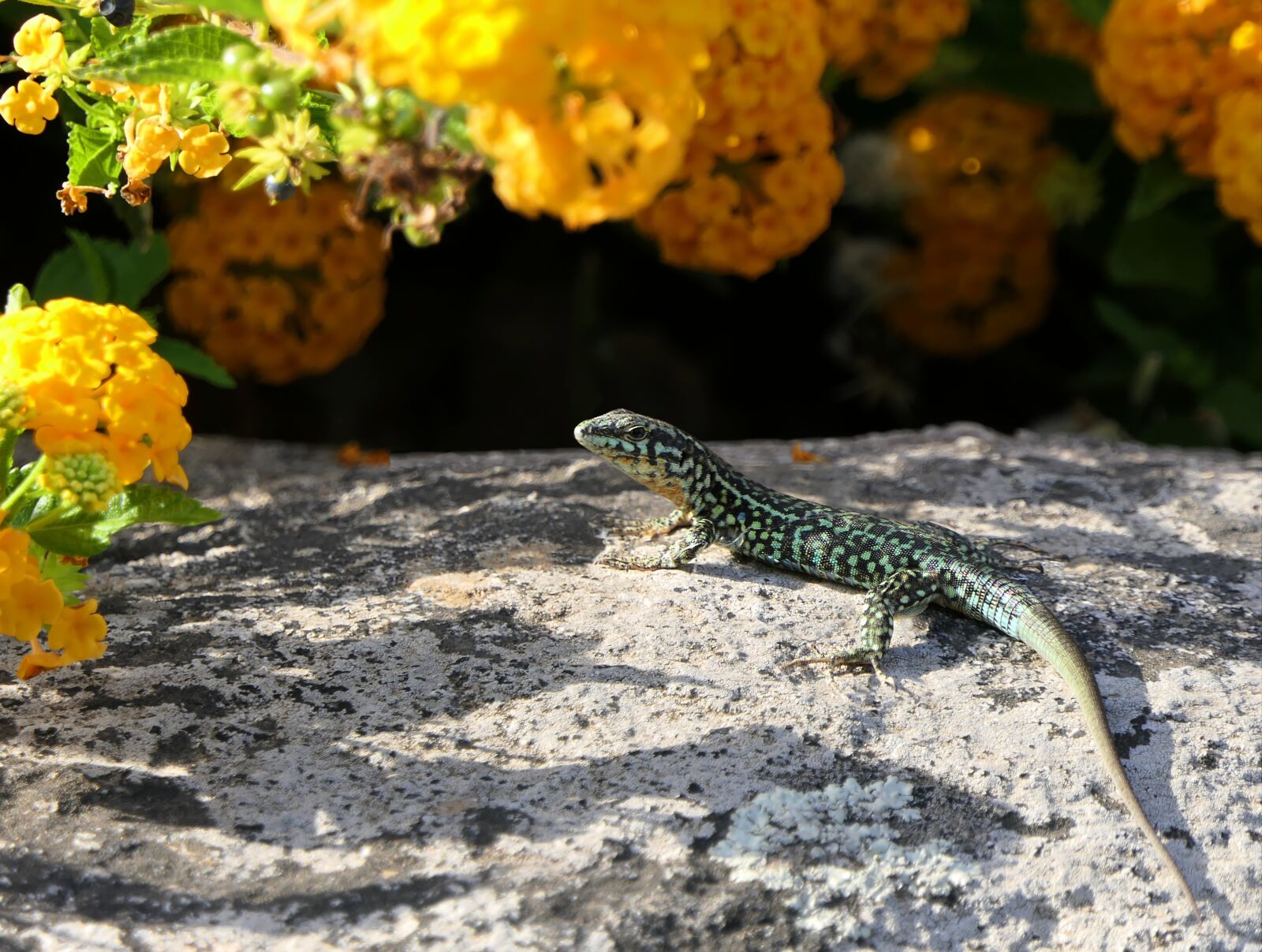 Panasonic Lumix DMC-FZ2500 (Lumix DMC-FZ2000) sample photo. Lizard, flowers, green photography