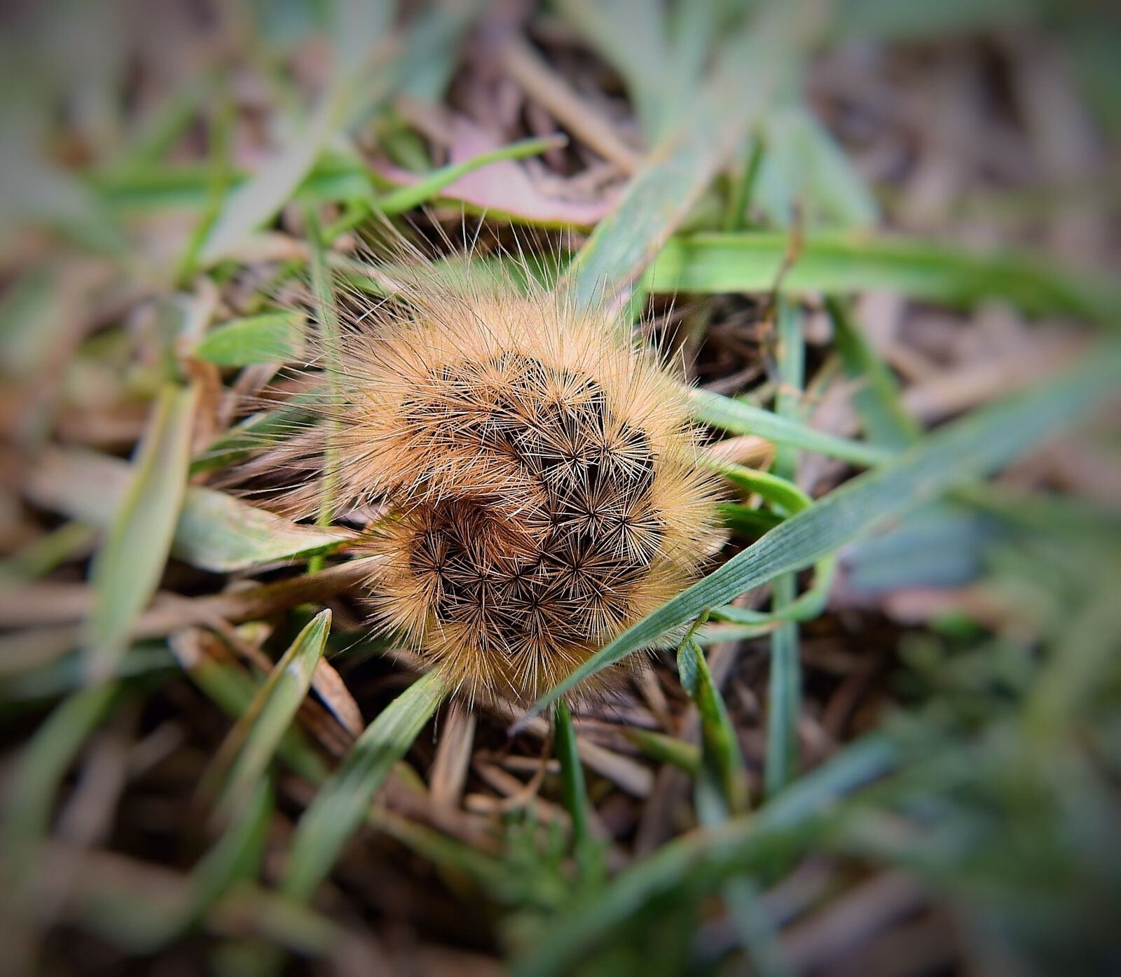 Nikon Coolpix P900 sample photo. Caterpillar, nature, insect photography