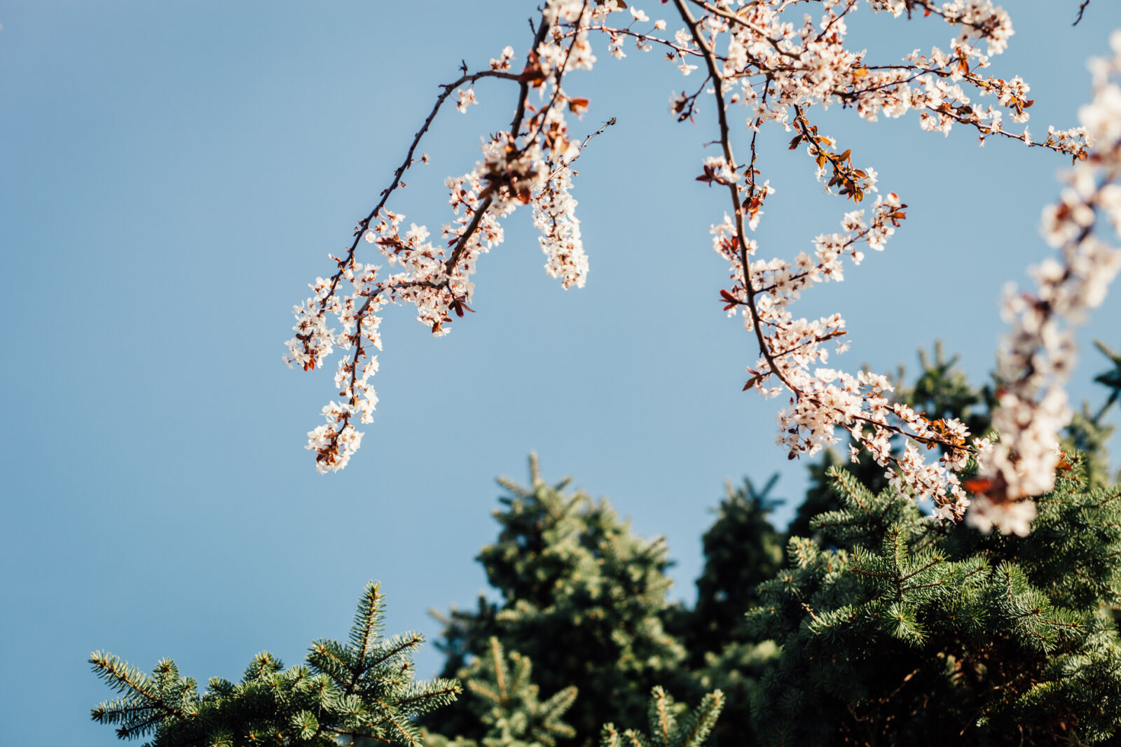 Canon EOS 5D Mark II + Canon EF 85mm F1.8 USM sample photo. Nature, sky, trees, spring photography