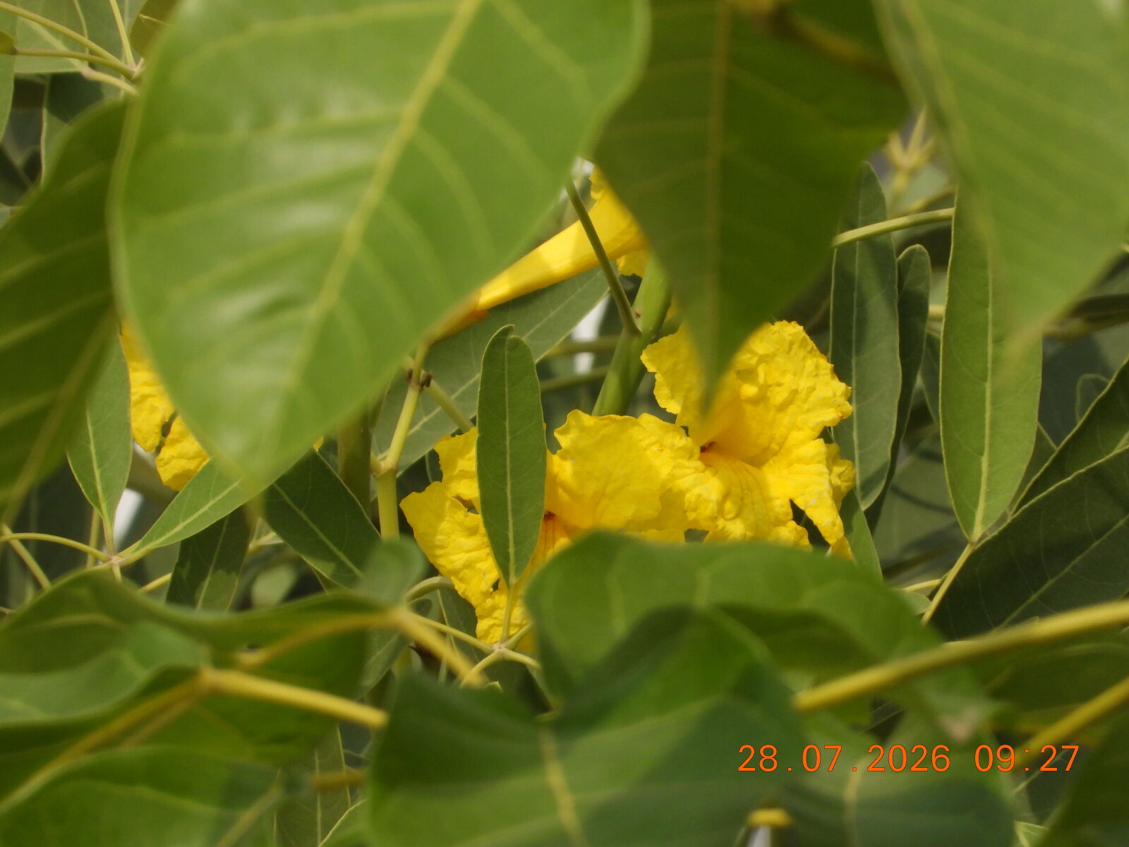 Nikon COOLPIX P1100 sample photo