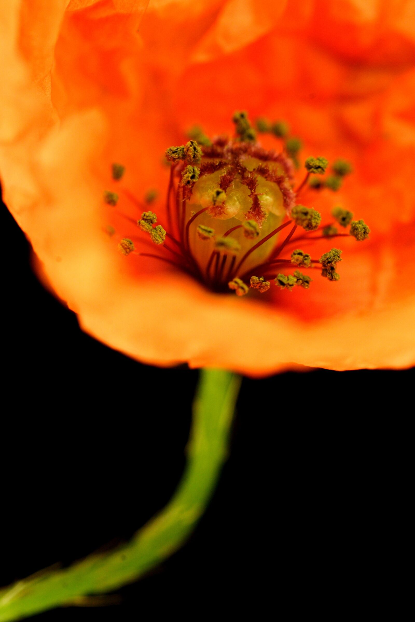 Canon EOS 20D sample photo. Flower, poppy, field poppy photography