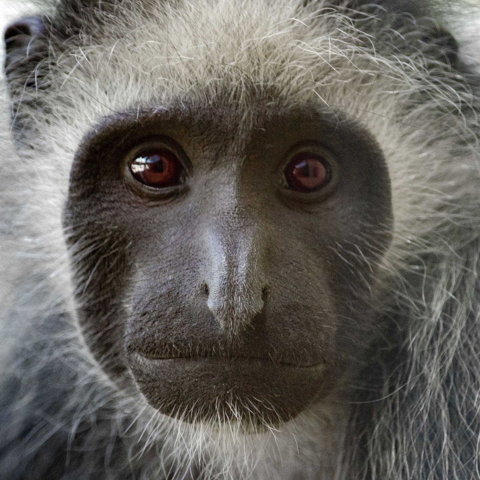 Nikon D5100 sample photo. Bears colobus monkey, primate photography