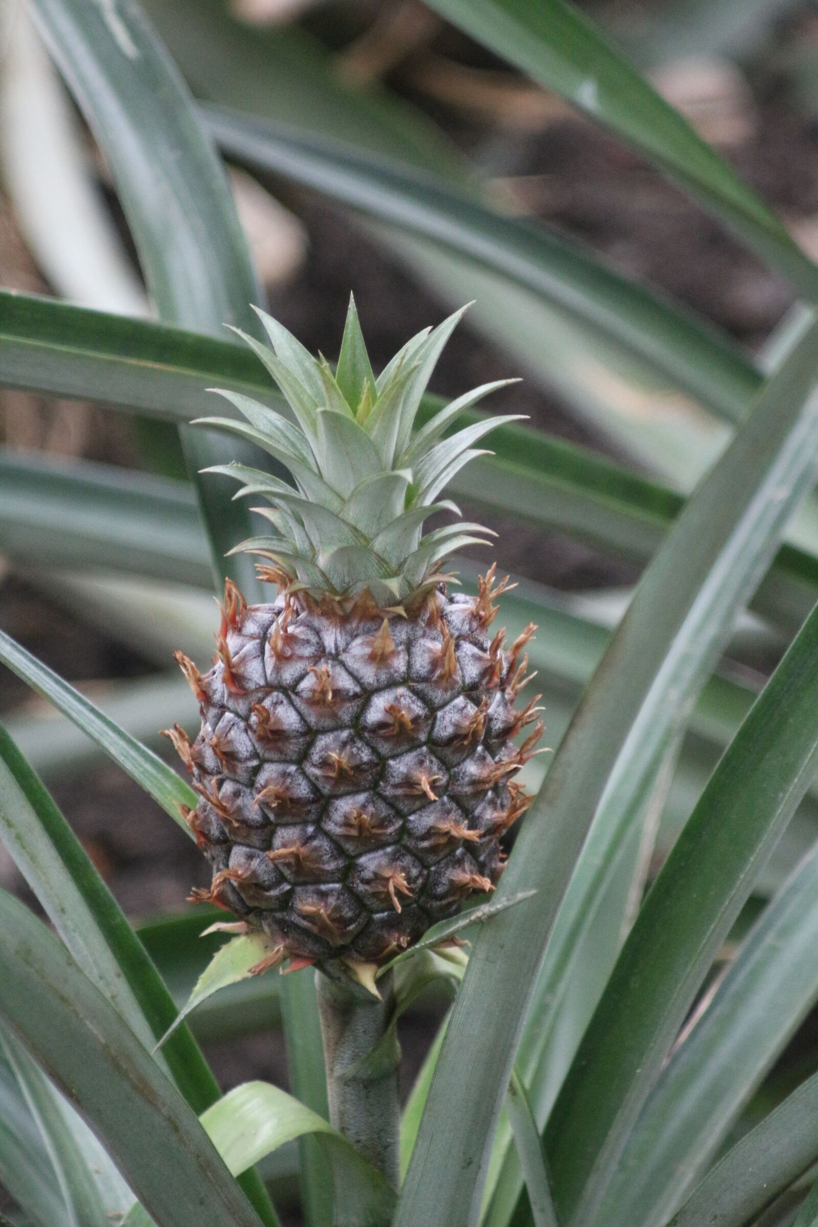 Canon EF 80-200mm f/4.5-5.6 USM sample photo. Pineapple, plant, nature photography