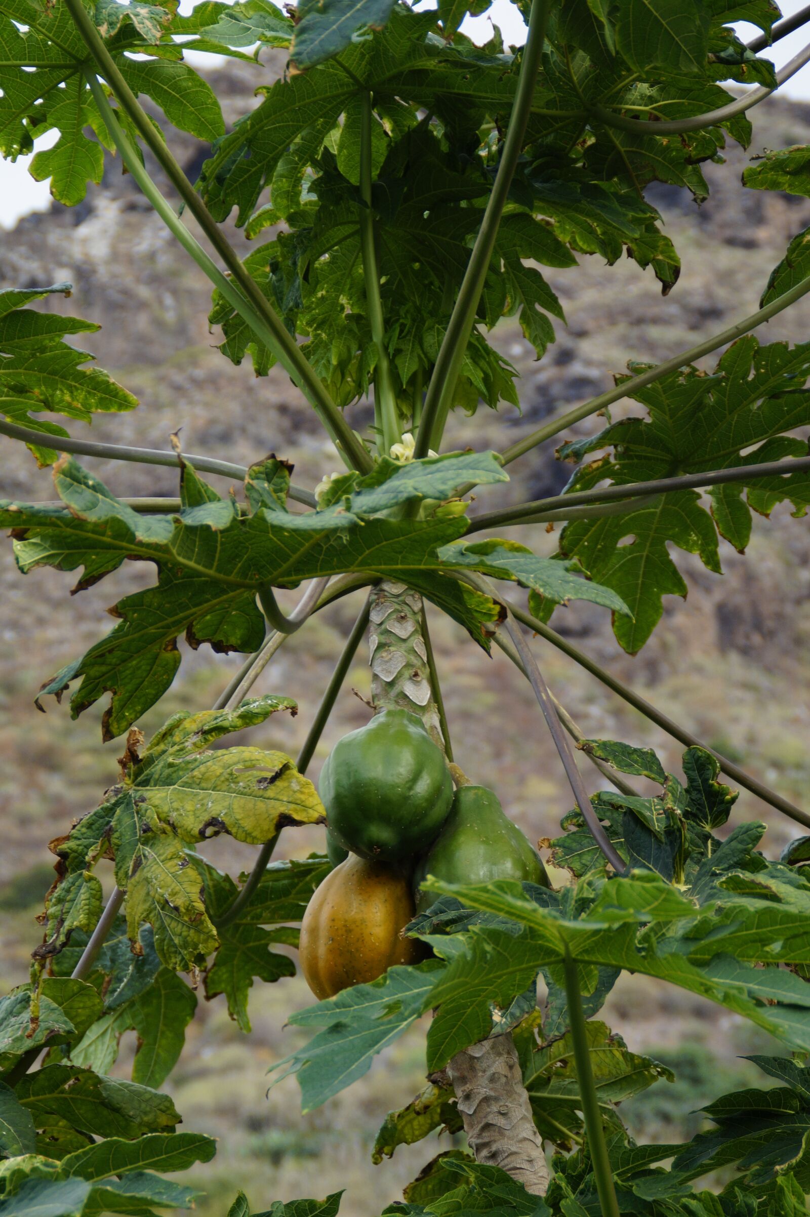 Sony SLT-A58 sample photo. Papaya, plant, crop photography