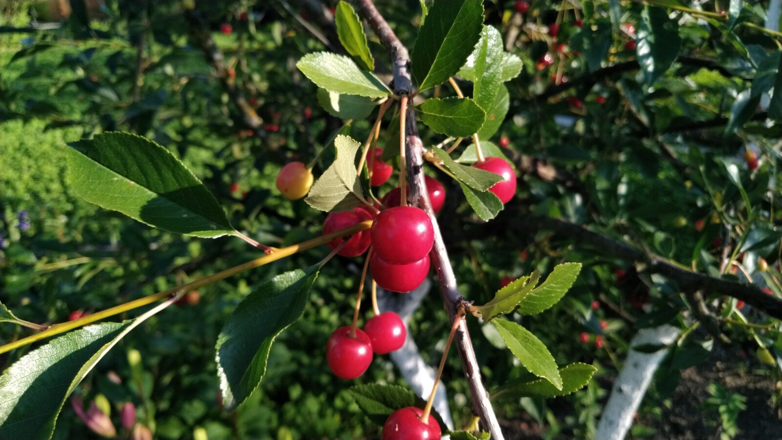 ASUS ZenFone 5 Lite (ZC600KL) sample photo. Cherry, summer, berry photography