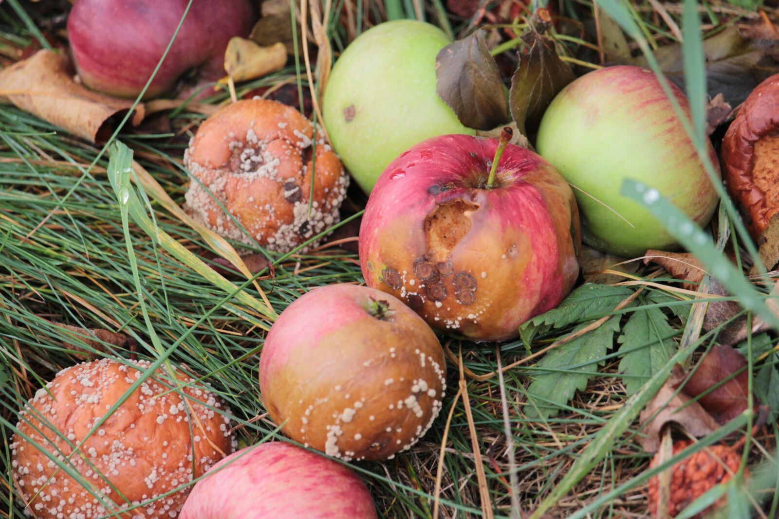 Canon EF-S 55-250mm F4-5.6 IS STM sample photo. Apple, rot, mold photography