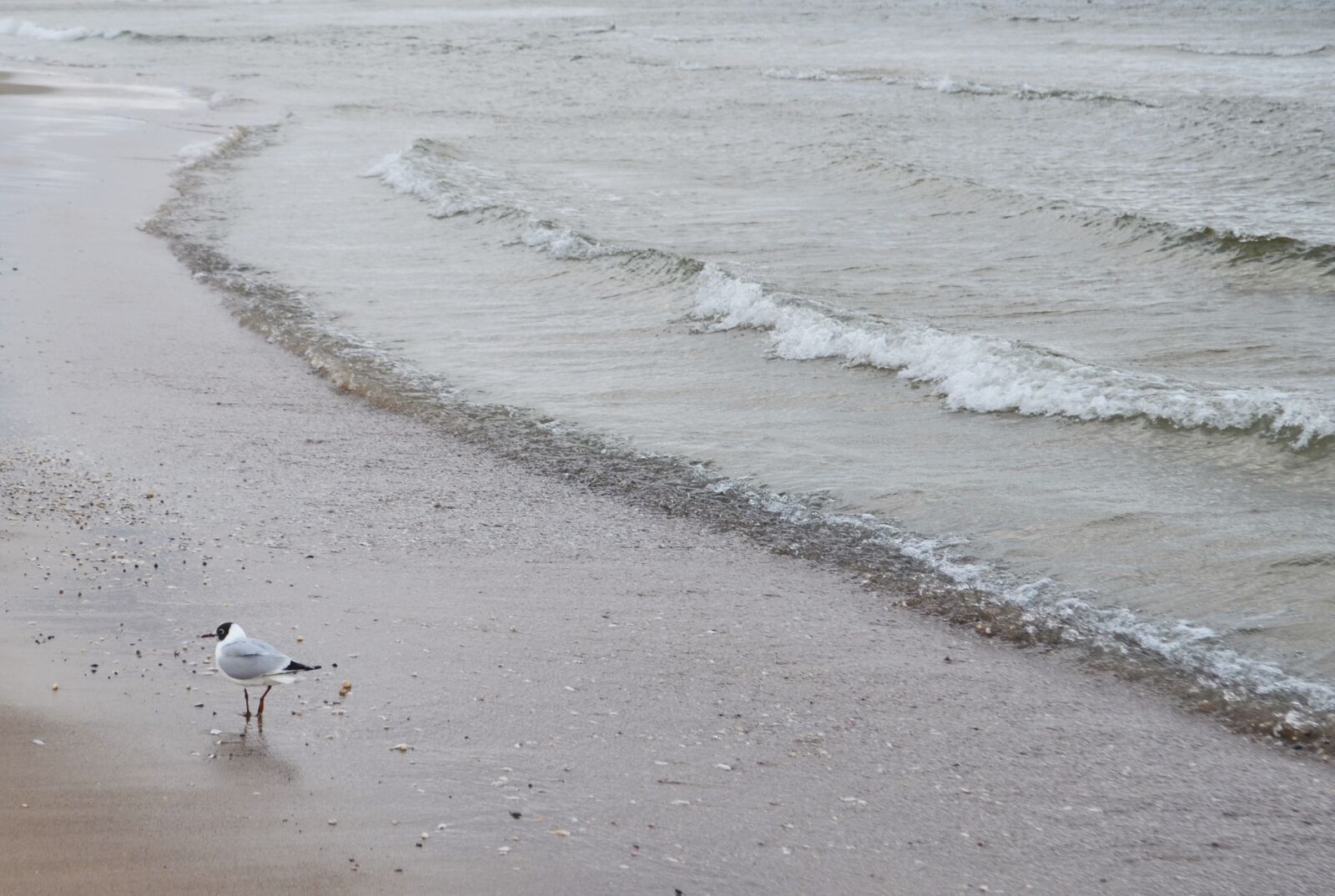 Nikon D3100 sample photo. Beach, bird, sand, sea photography