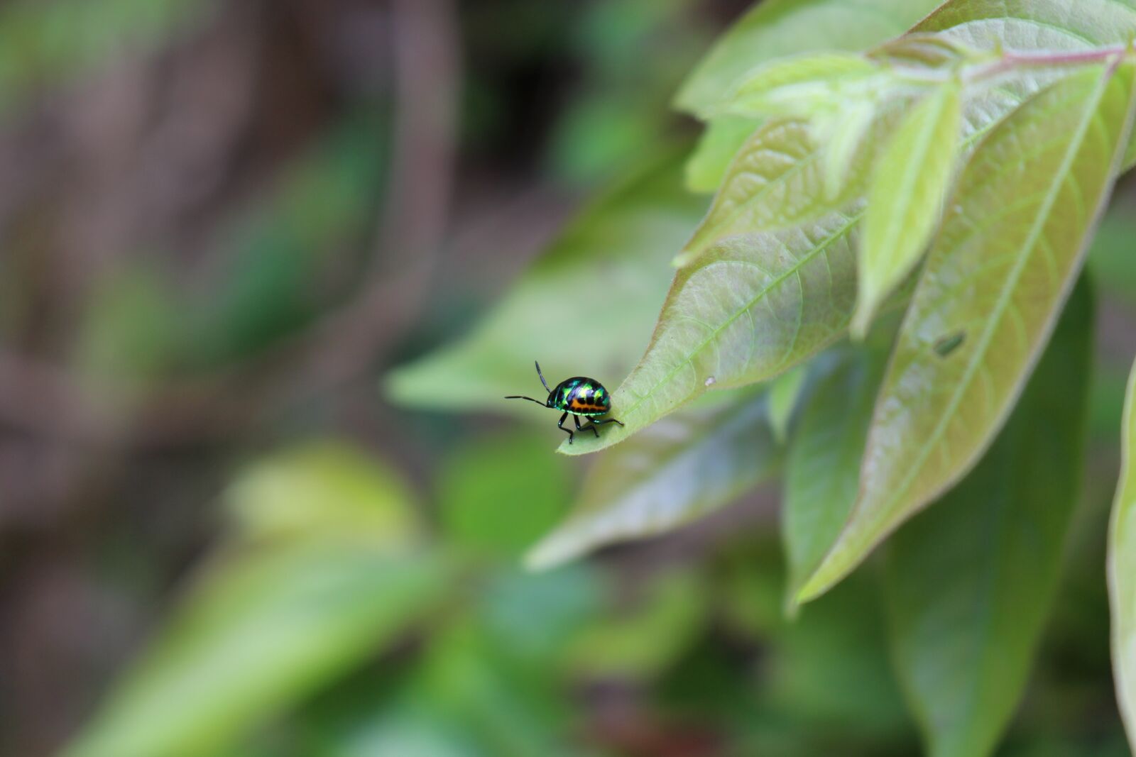 Canon EOS 700D (EOS Rebel T5i / EOS Kiss X7i) sample photo. Bug, leaf, nature photography