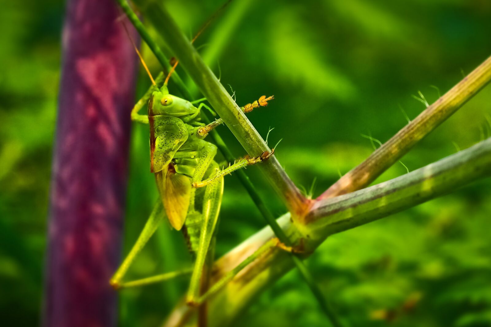 Olympus OM-D E-M10 sample photo. Animal, grasshopper, insect photography
