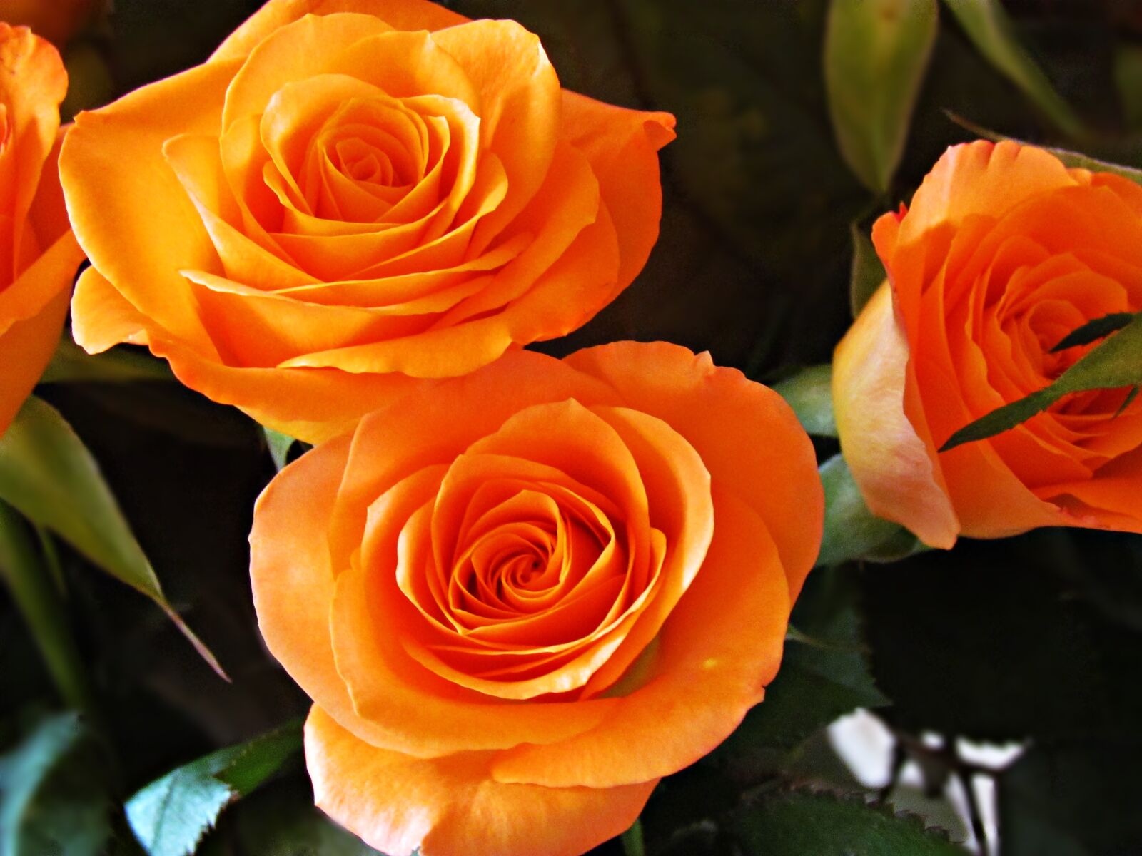 Canon PowerShot SX30 IS sample photo. Rose, flower, rose flower photography