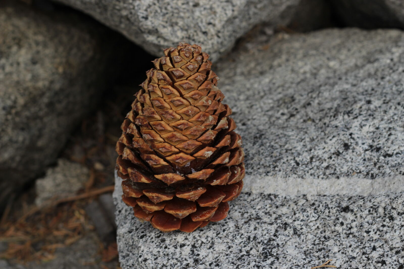 Canon EF 50mm F1.8 II sample photo. Pinecone photography