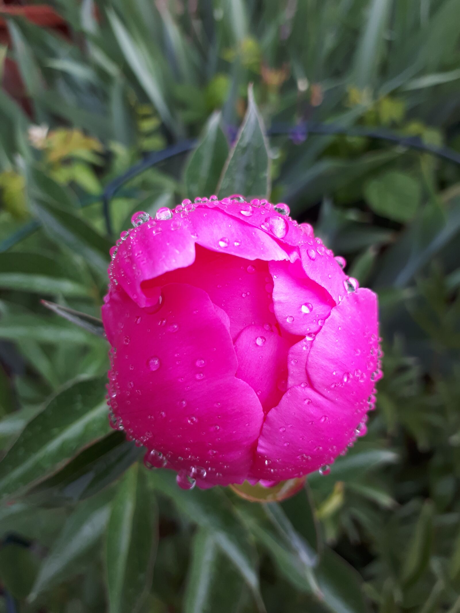 Samsung Galaxy A5(2017) sample photo. Peony, paeonia, flower photography