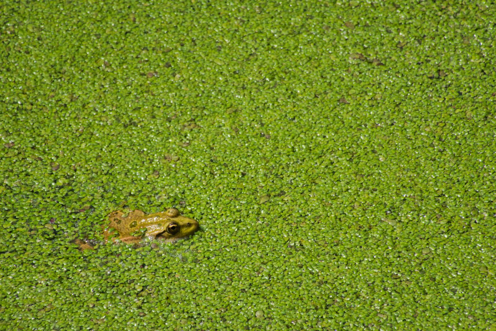 Canon PowerShot G3 X sample photo. Frog, pond, pond lenses photography