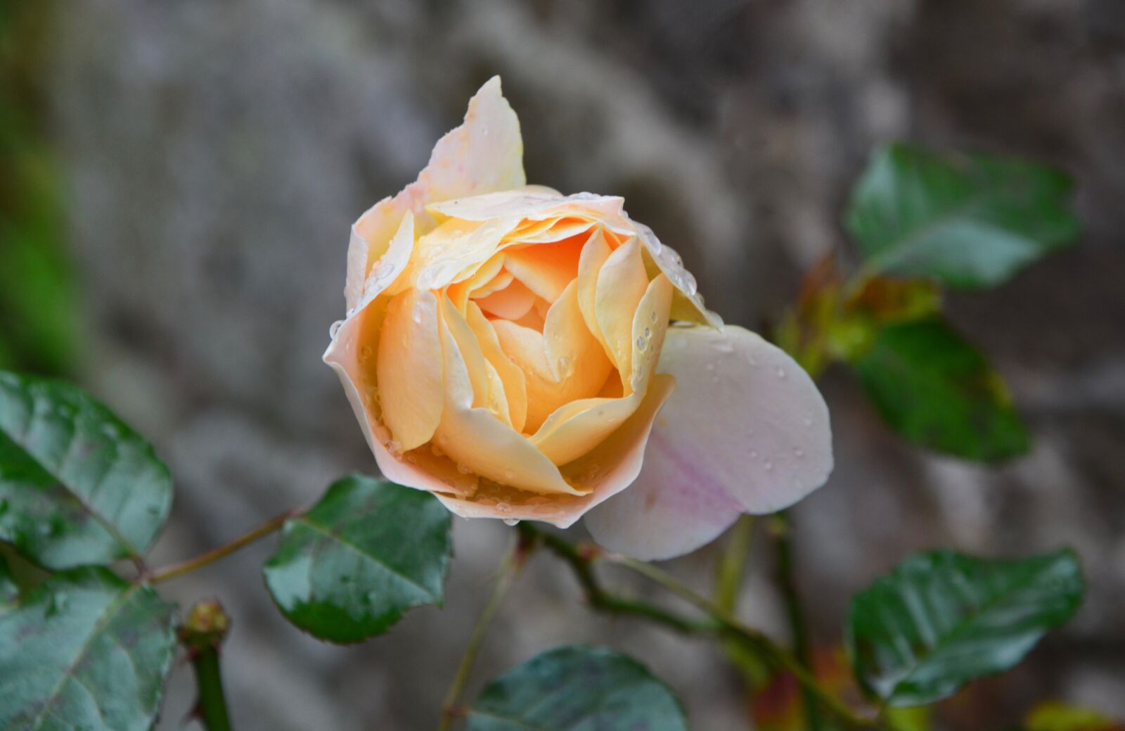 Nikon D5200 sample photo. Pink, yellow rose, rosebush photography