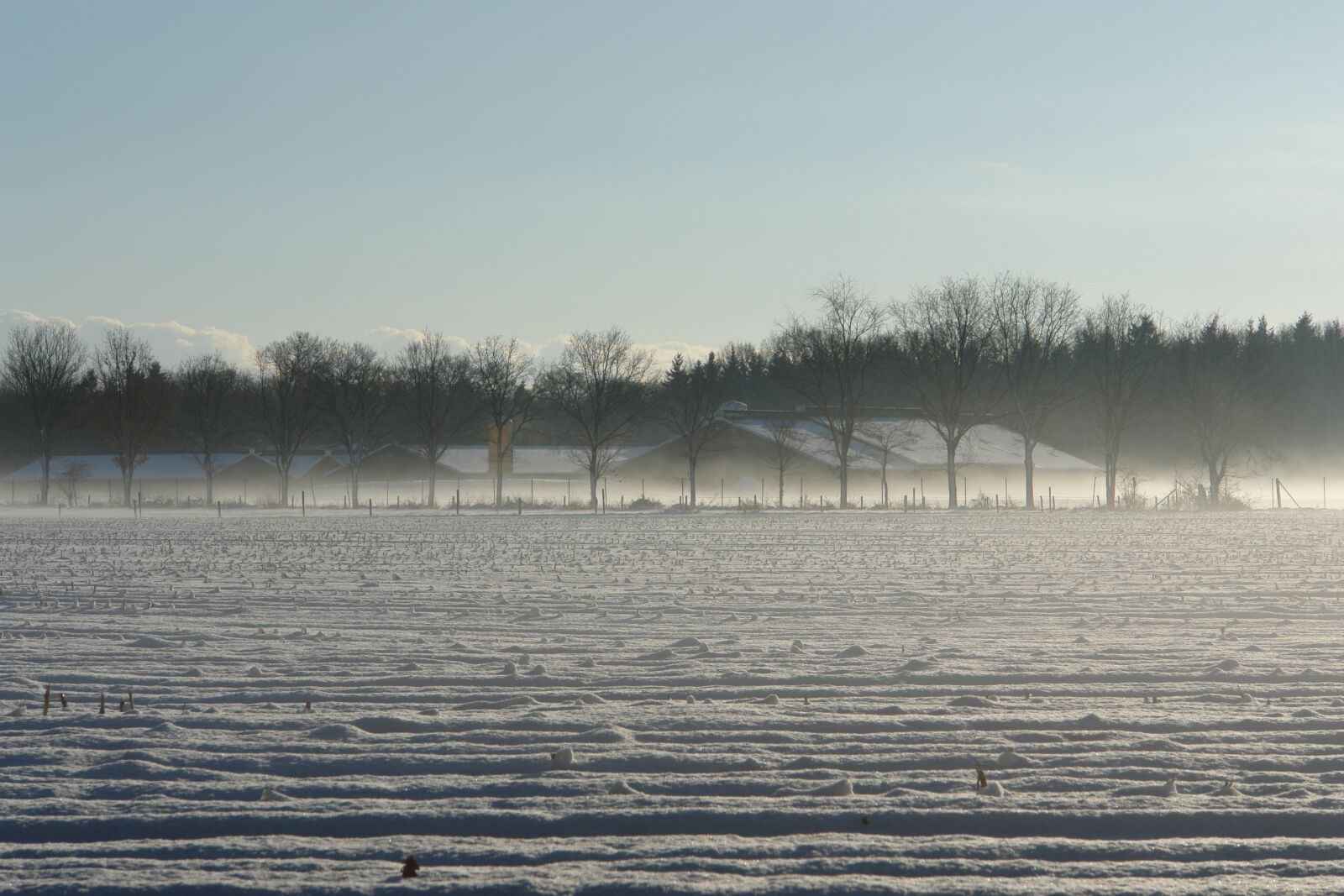 Sony DSC-R1 sample photo. Veluwe, snow, fog photography