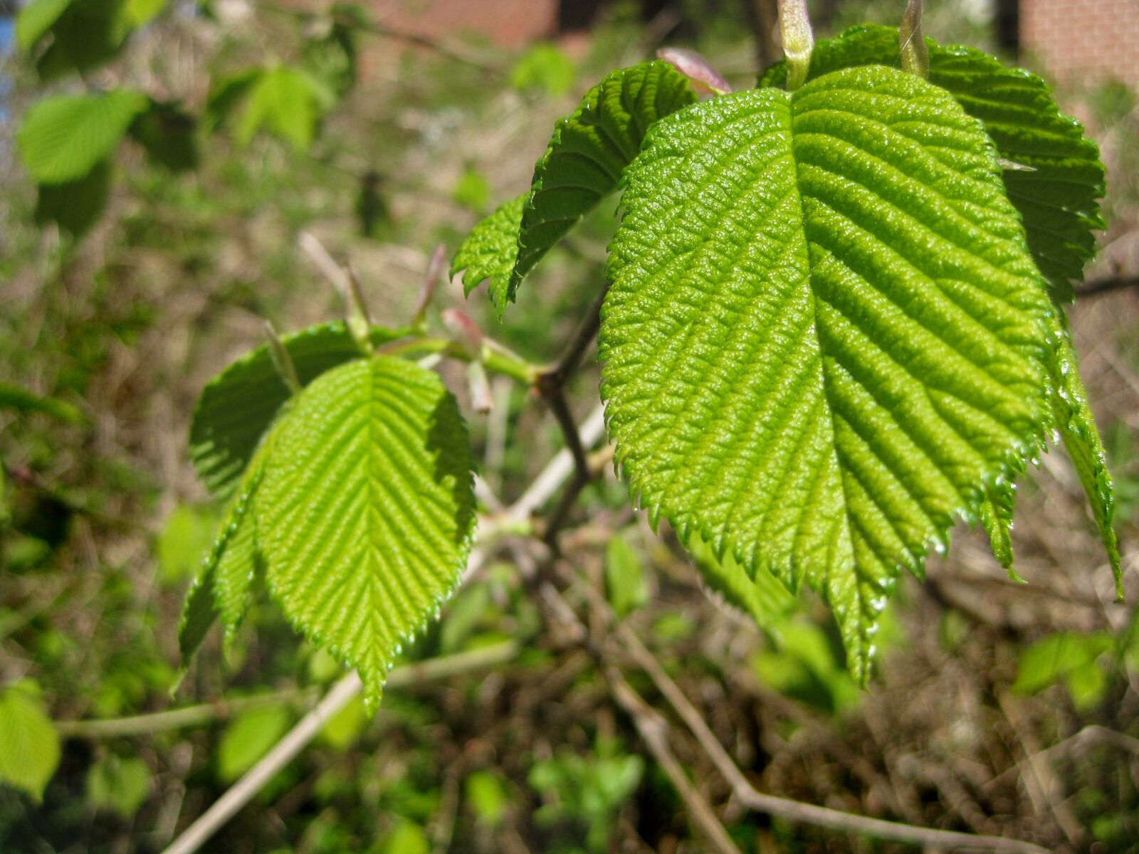 Canon PowerShot SD1100 IS (Digital IXUS 80 IS / IXY Digital 20 IS) sample photo. Raspberry leaf, raspberry bush photography