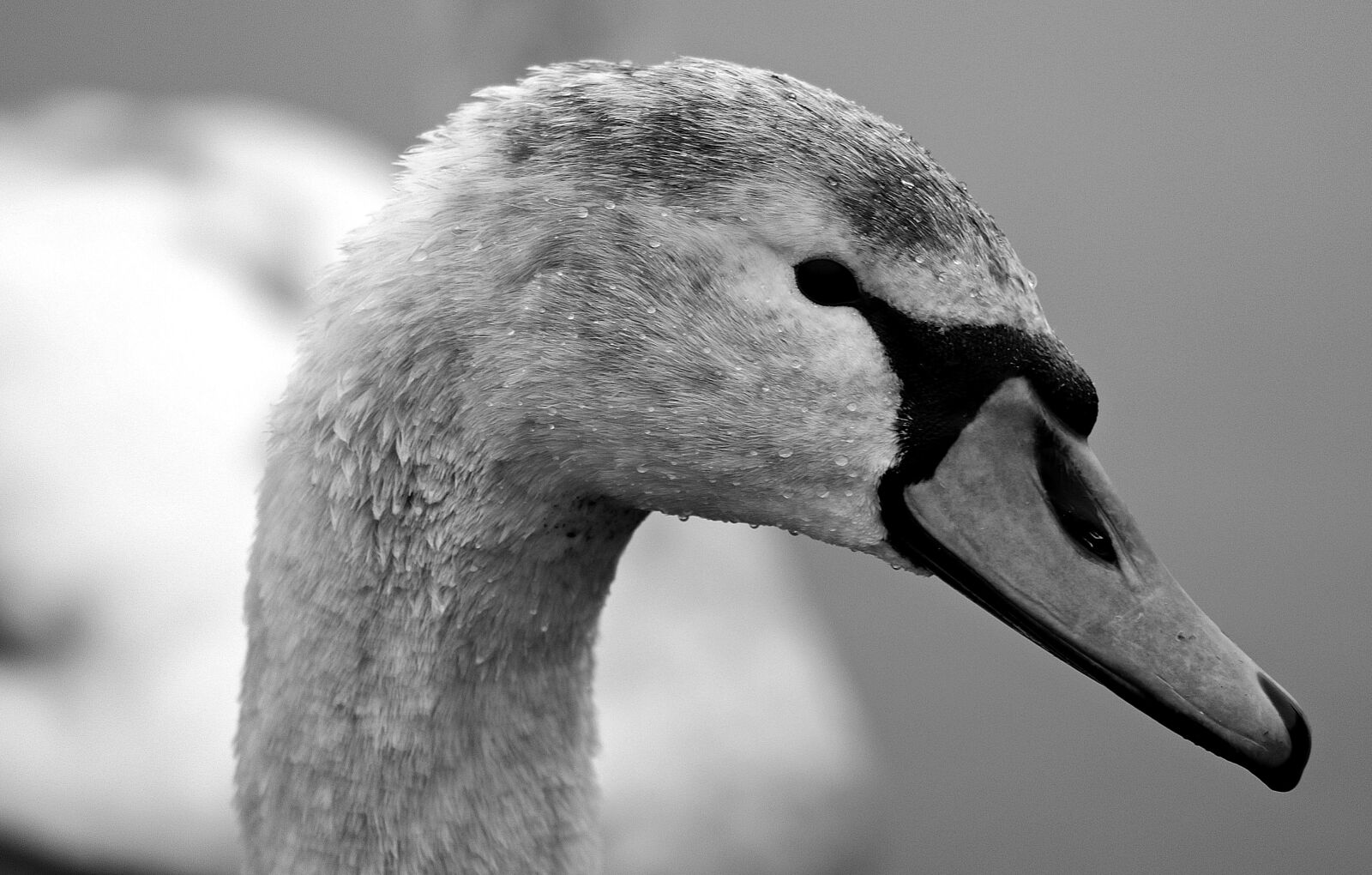Canon EOS 80D sample photo. Bird, white swan, nature photography
