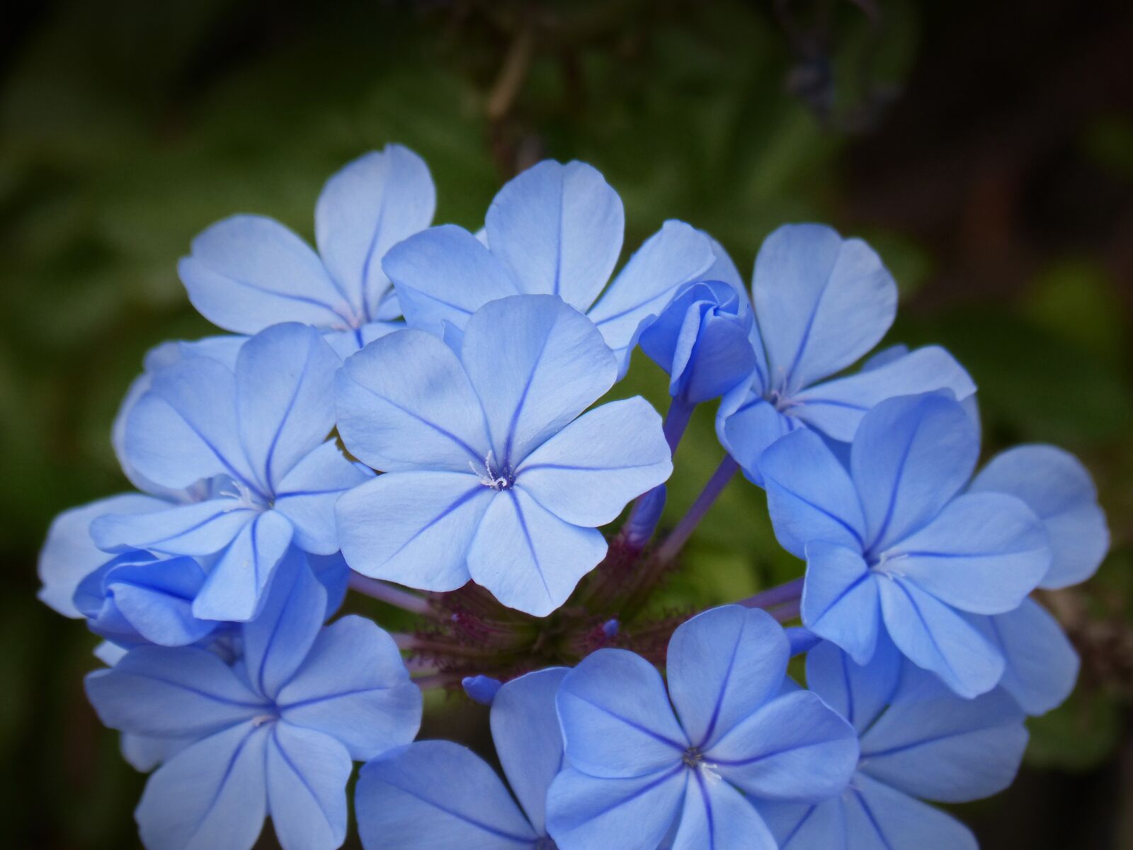 Panasonic DMC-FZ62 sample photo. Blue flower, composite flower photography
