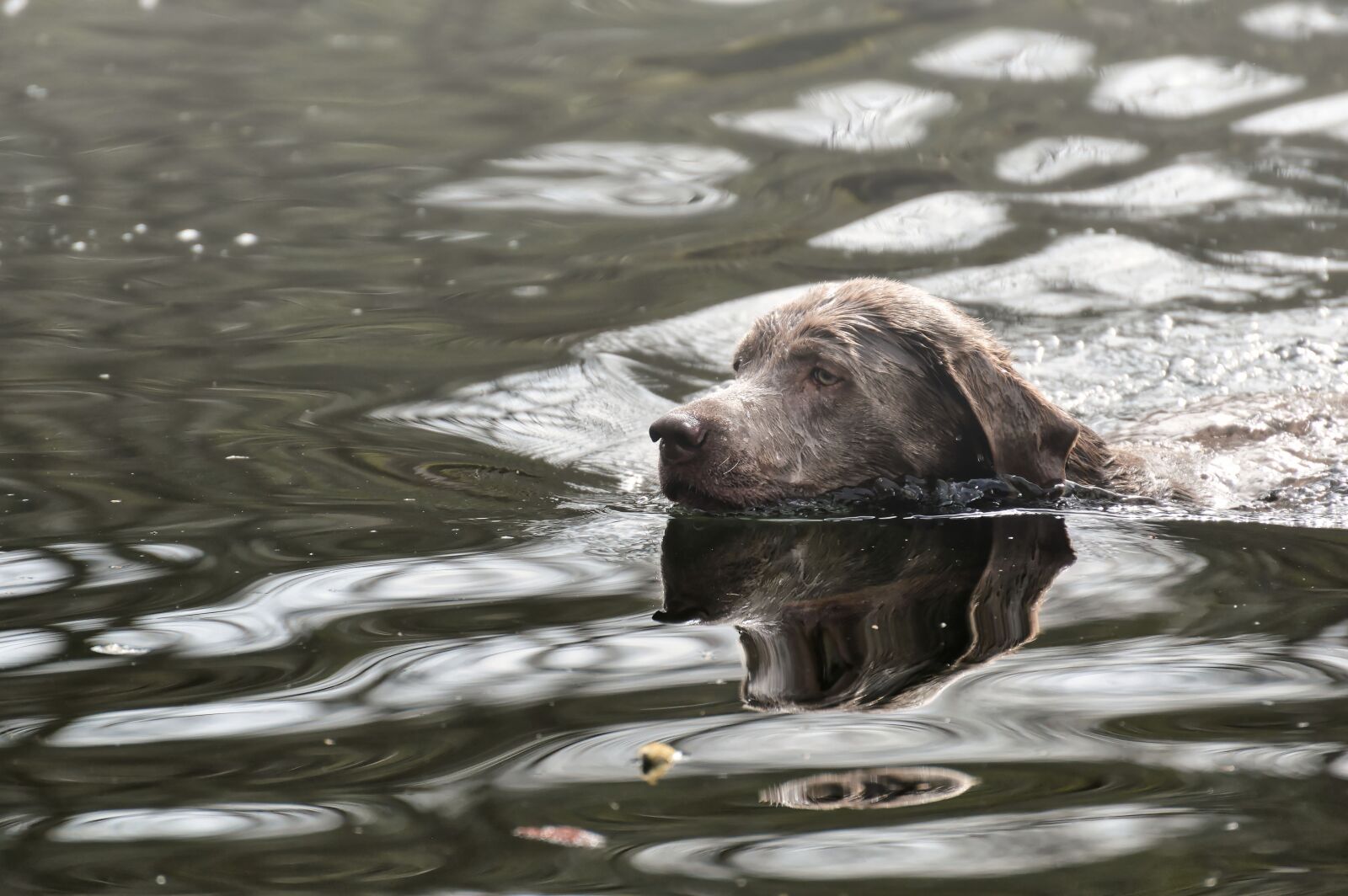 Nikon D3200 sample photo. Dog, water, fog photography