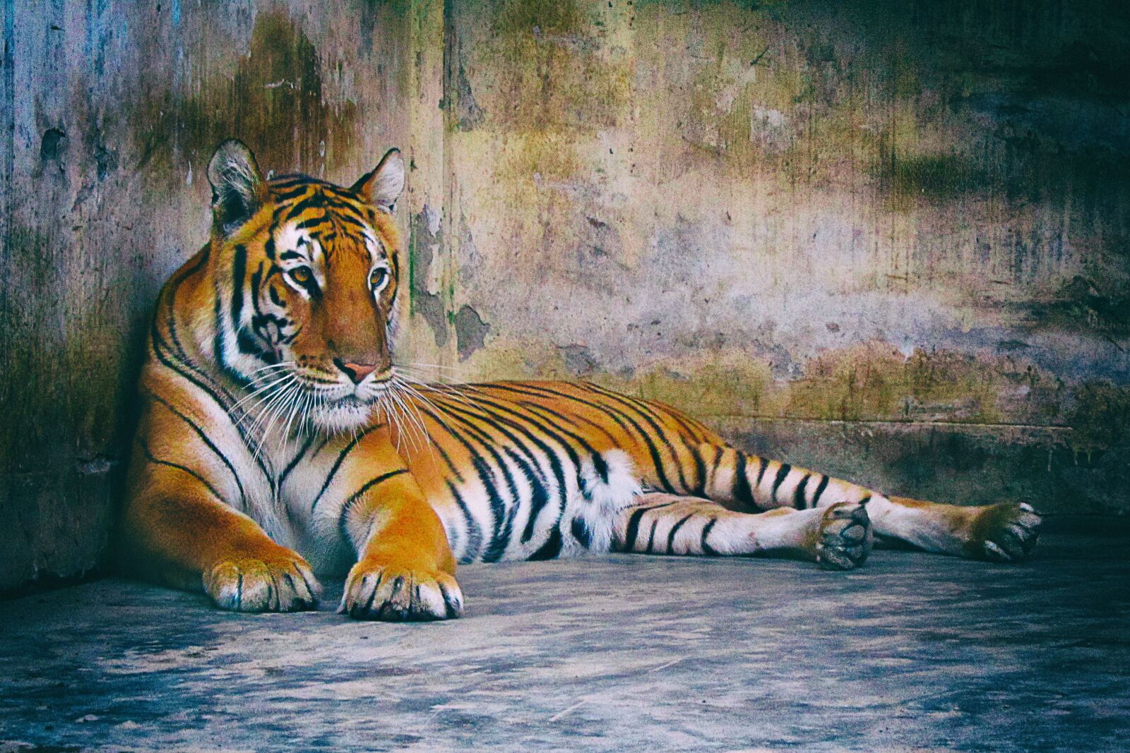 Canon PowerShot SX210 IS sample photo. Bengal tiger, tiger, predator photography