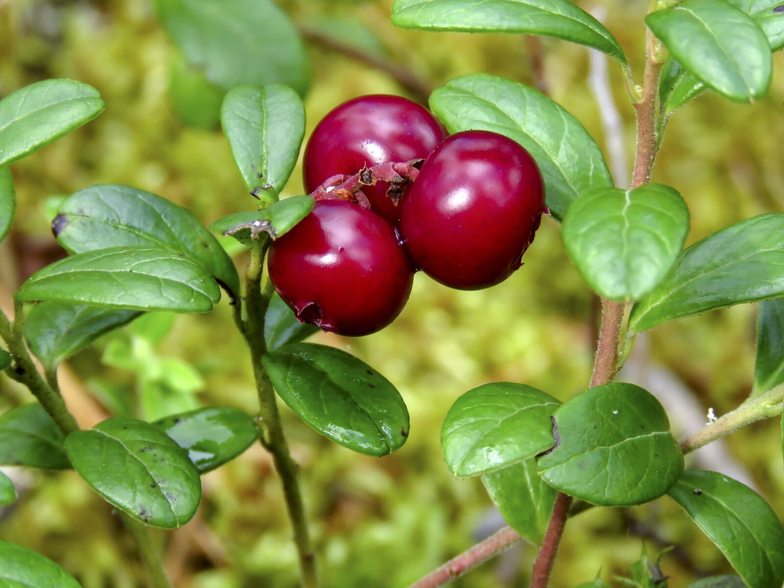 Canon PowerShot SX60 HS sample photo. Cranberries, berry, red photography