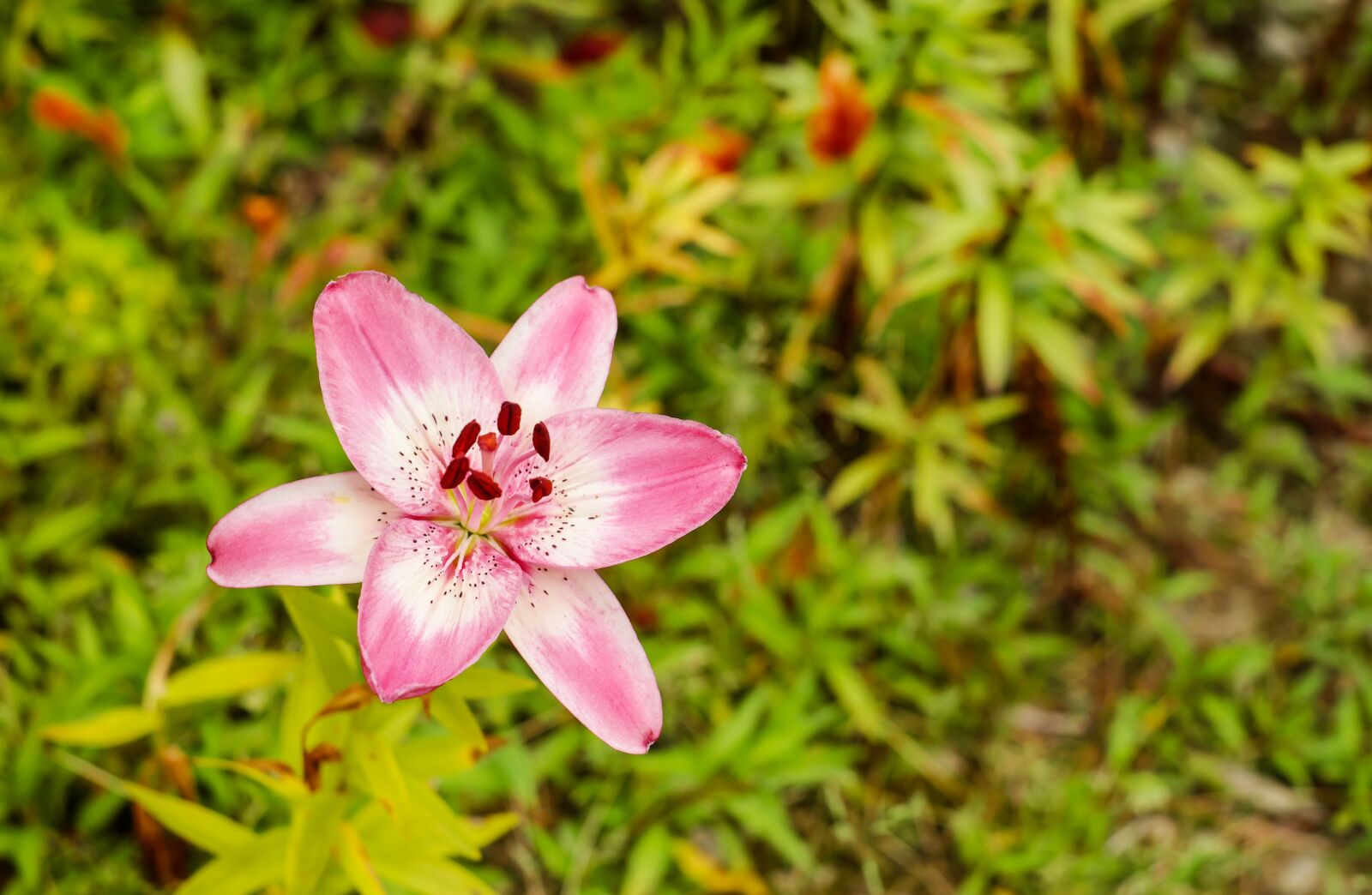 Fujifilm X-T10 + Fujifilm XF 35mm F1.4 R sample photo. Lily, flower, blossom photography
