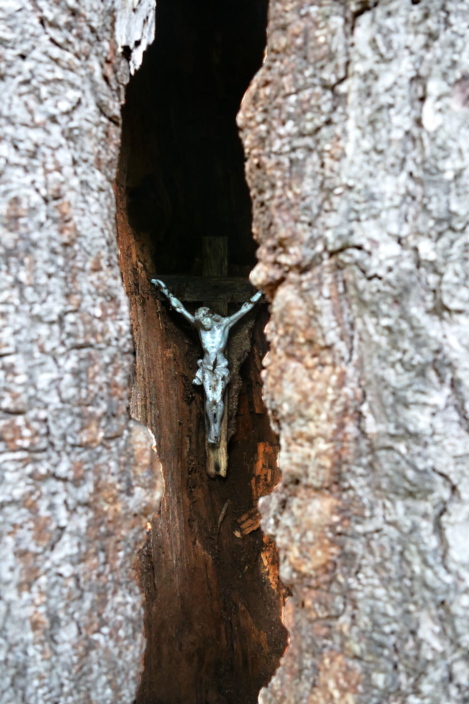 Panasonic Lumix DMC-FZ1000 sample photo. Tree, bark, wood photography