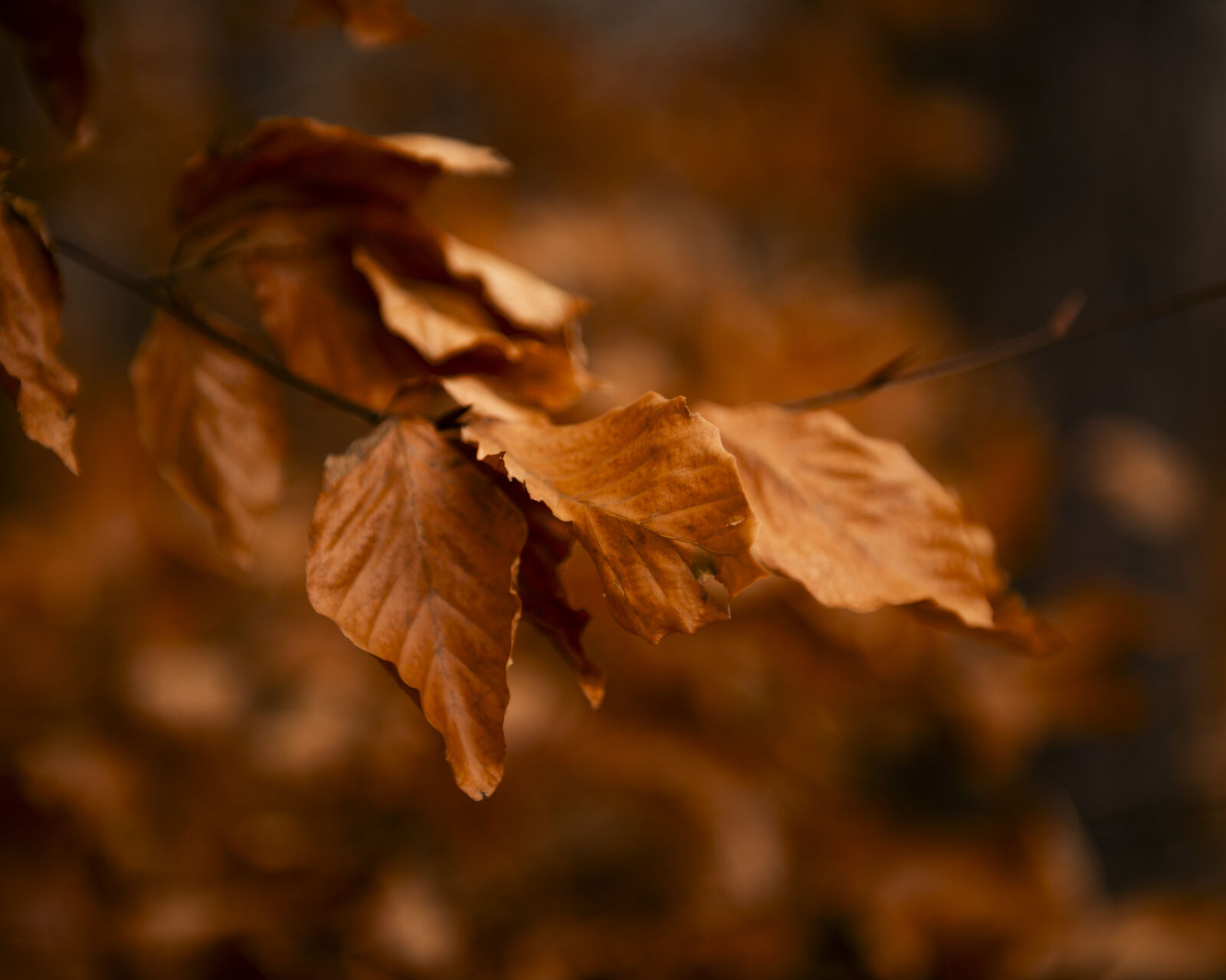 Nikon AF-S Nikkor 24-70mm F2.8G ED sample photo