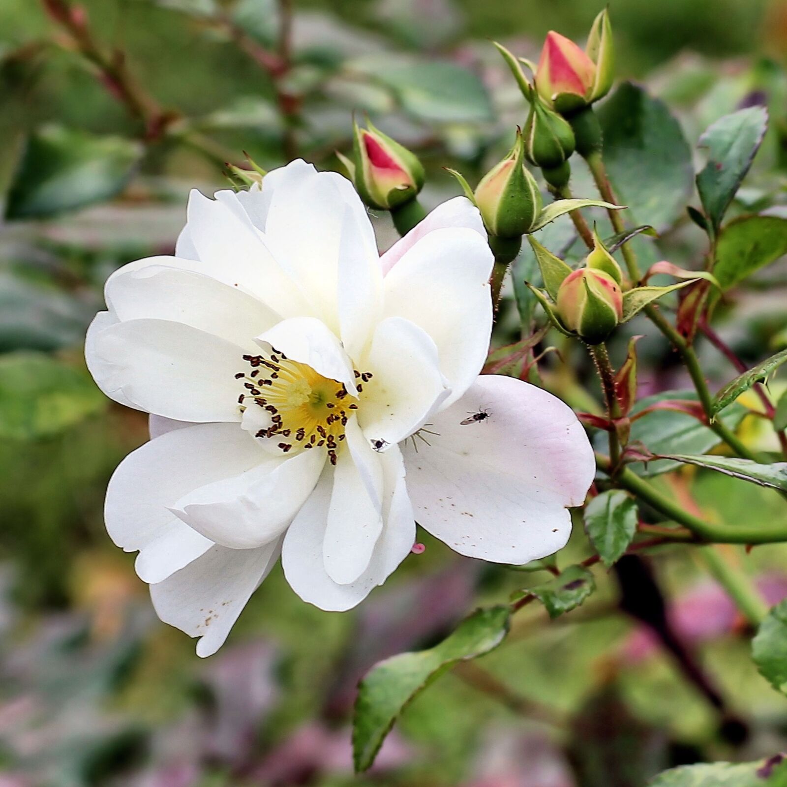 Canon EOS 600D (Rebel EOS T3i / EOS Kiss X5) sample photo. Bush rose, bud, bush photography