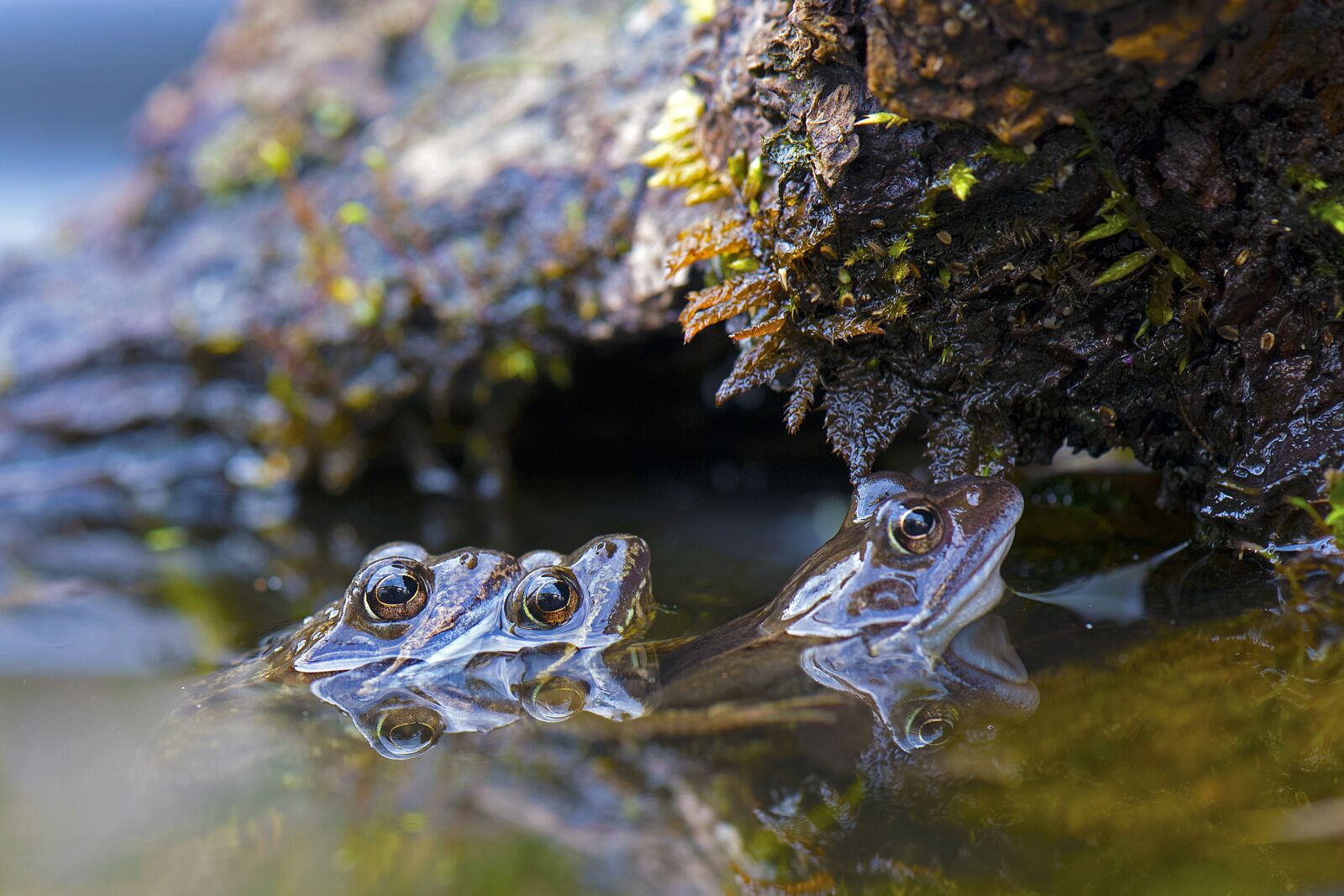 Nikon D750 sample photo. Grass frogs, frogs, animals photography
